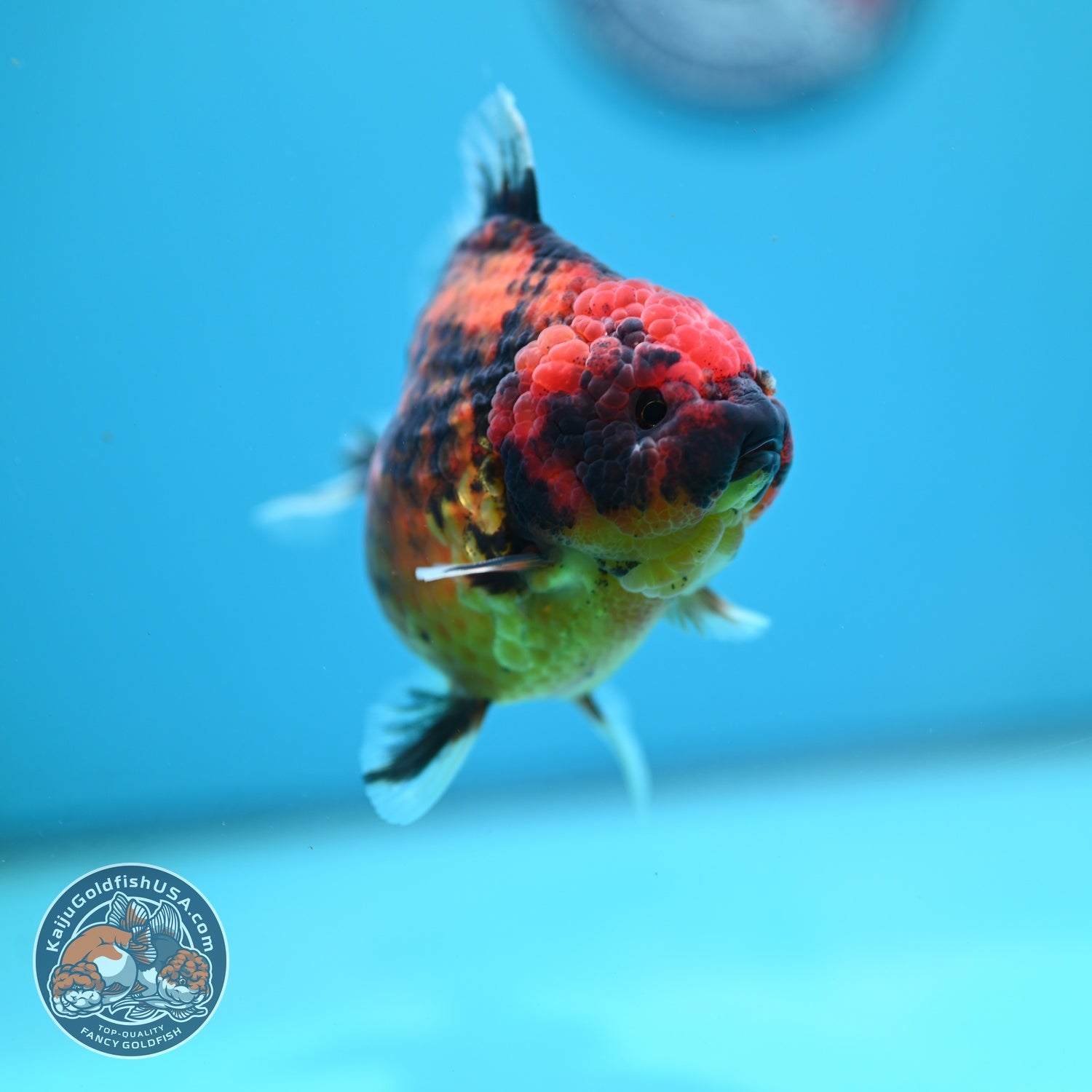 Tiger Oranda 3.5 inch Body (260612_OR10)
