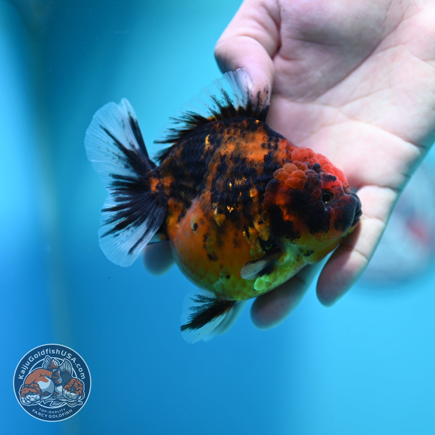 Tiger Oranda 3.5 inch Body (260612_OR10)