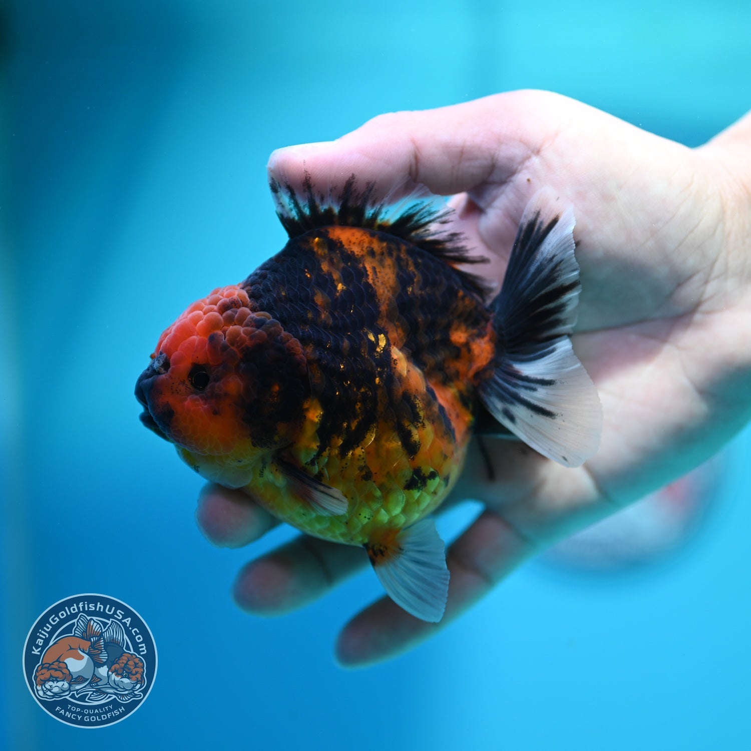 Tiger Oranda 3.5 inch Body (260612_OR10)
