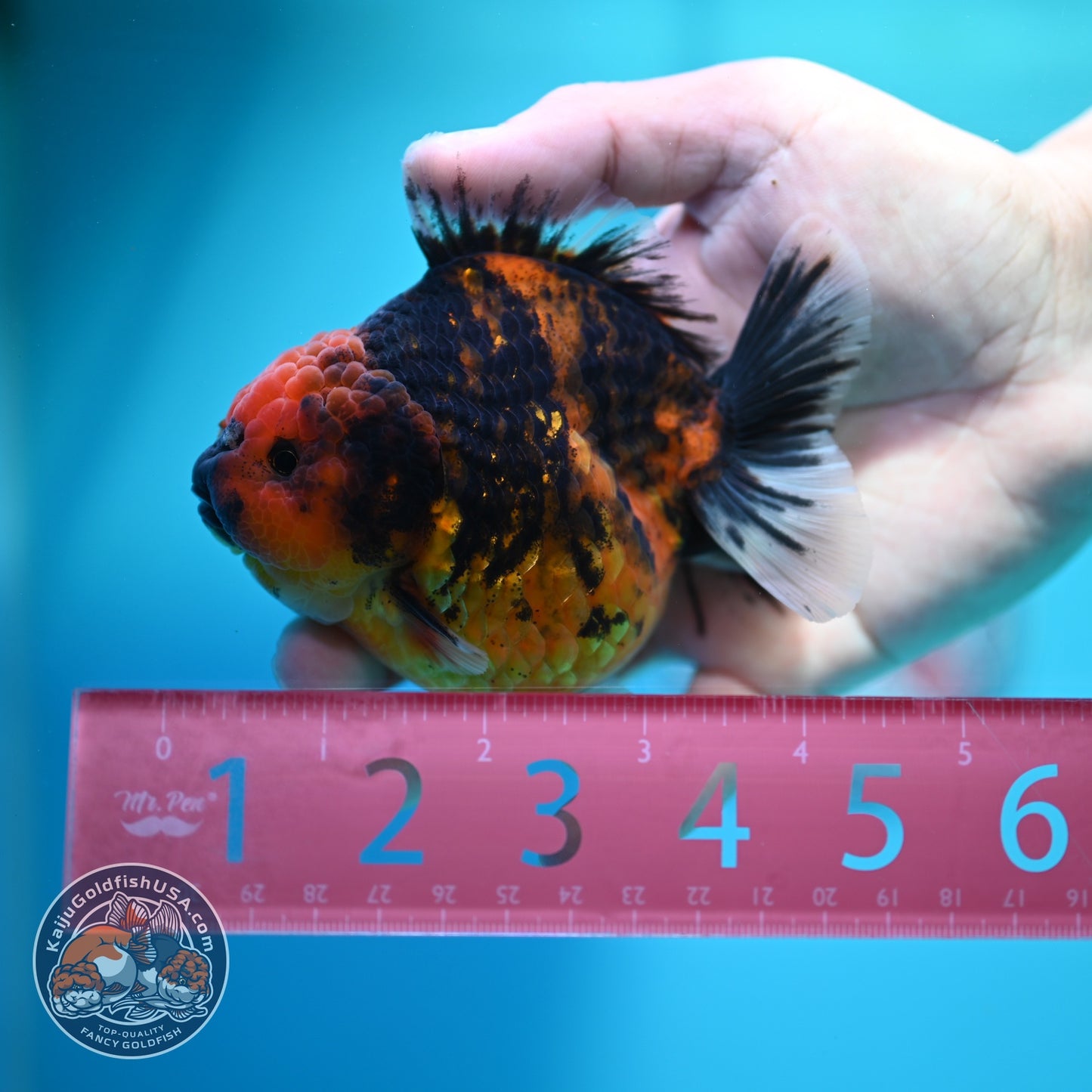Tiger Oranda 3.5 inch Body (260612_OR10)