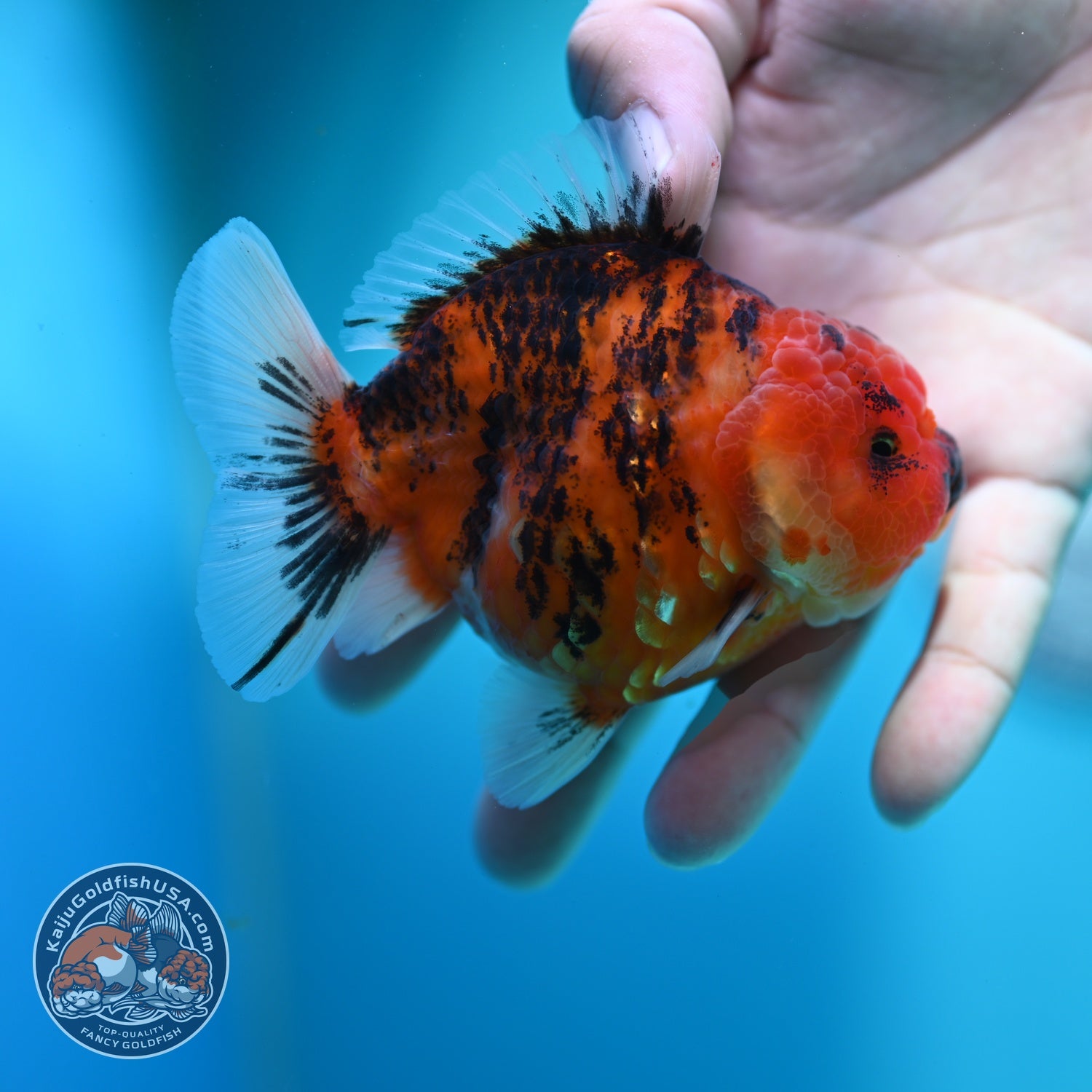 Tiger Oranda 3.5 inch Body (260612_OR14)