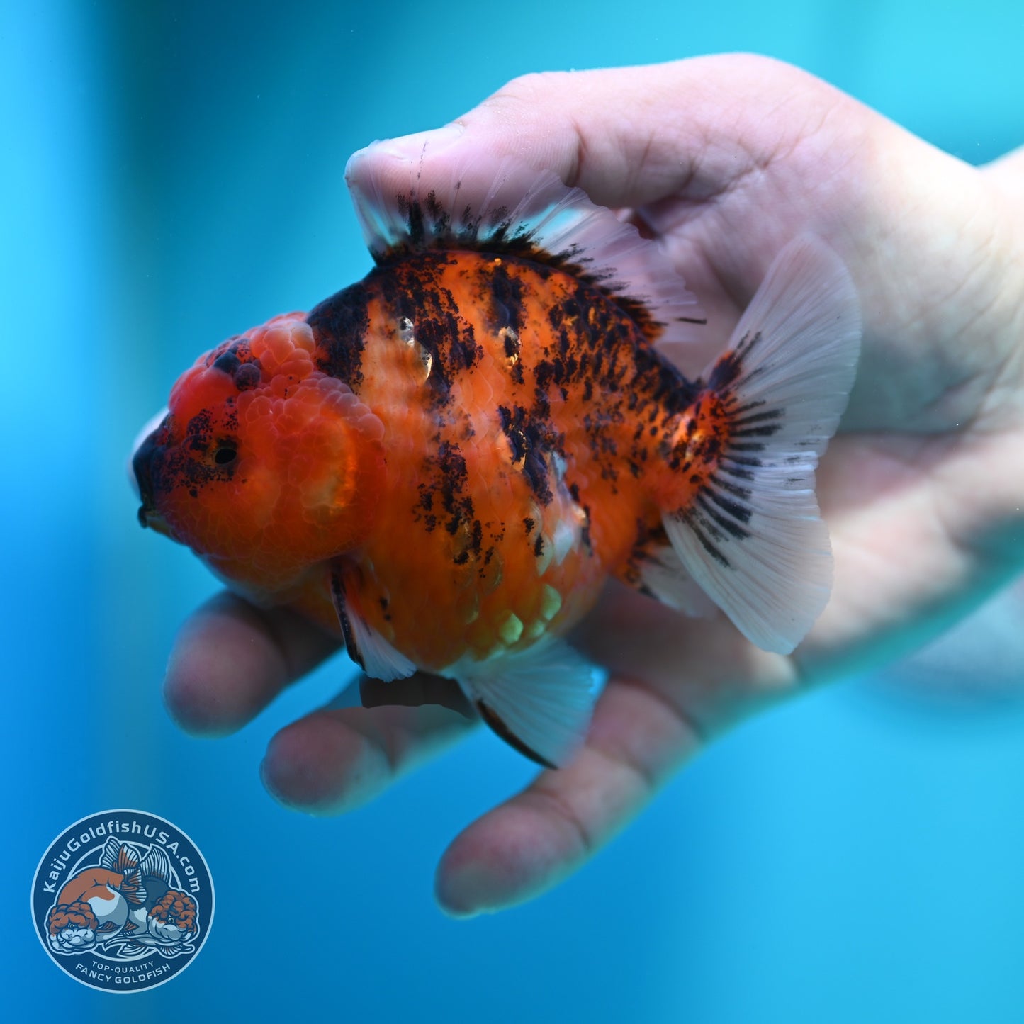 Tiger Oranda 3.5 inch Body (260612_OR14)