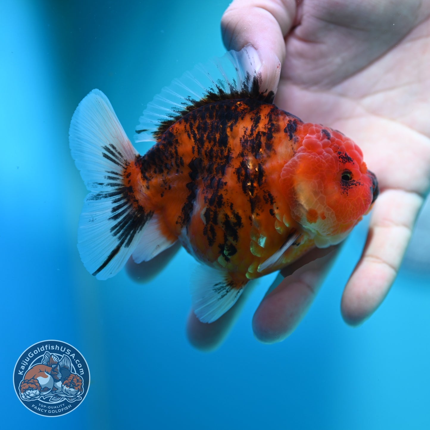 Tiger Oranda 3.5 inch Body (260612_OR14)