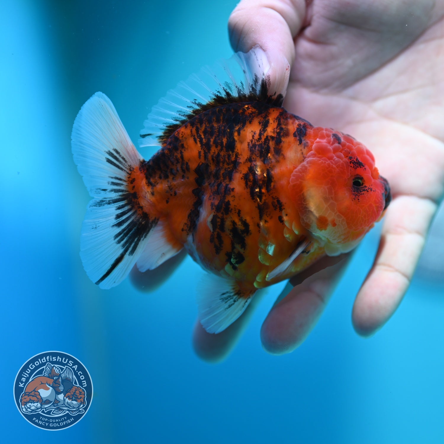 Tiger Oranda 3.5 inch Body (260612_OR14)