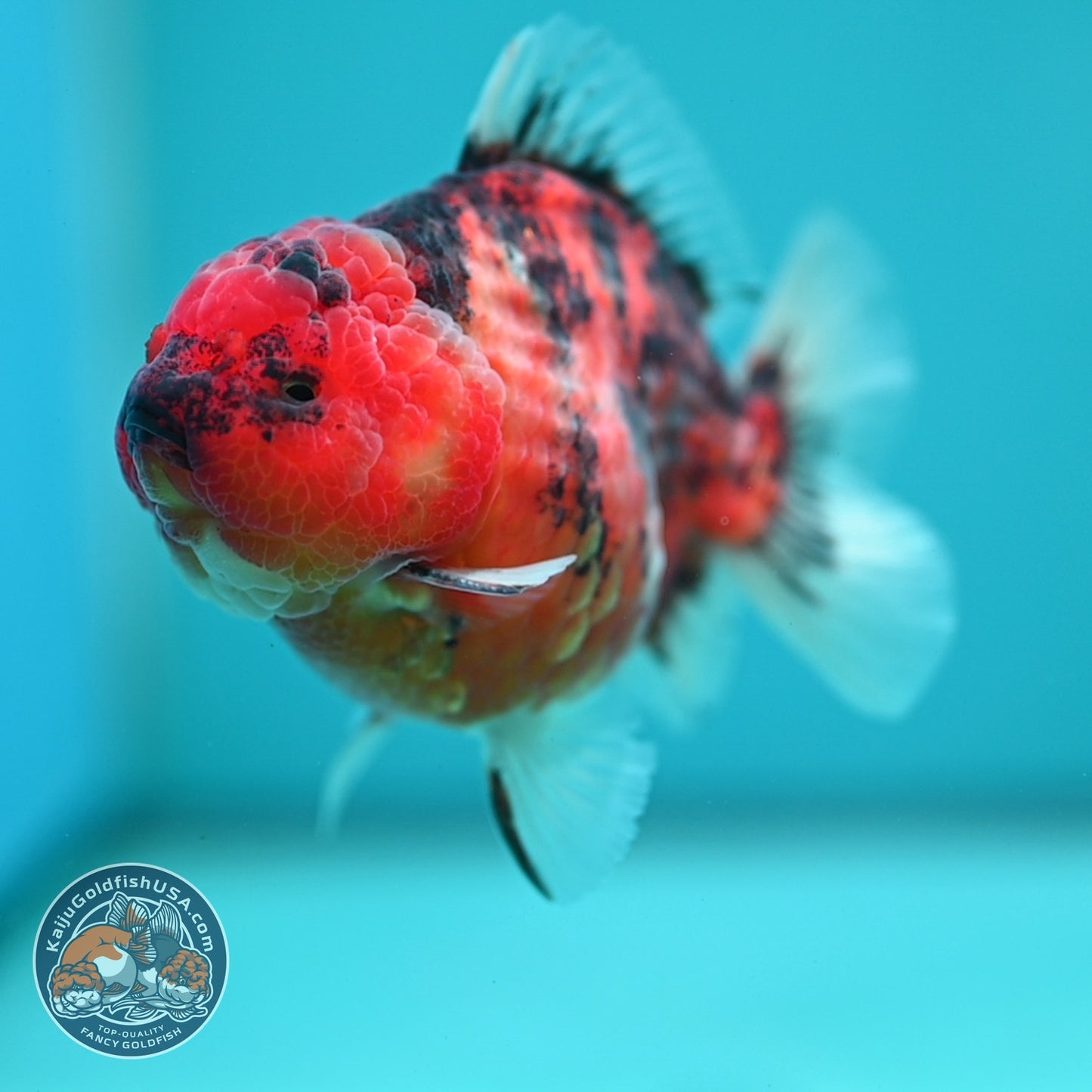 Tiger Oranda 3.5 inch Body (260612_OR14)