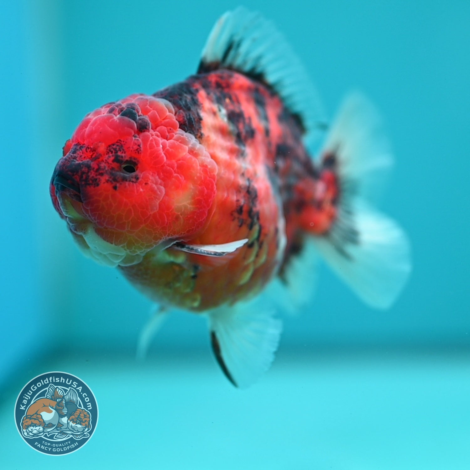 Tiger Oranda 3.5 inch Body (260612_OR14)
