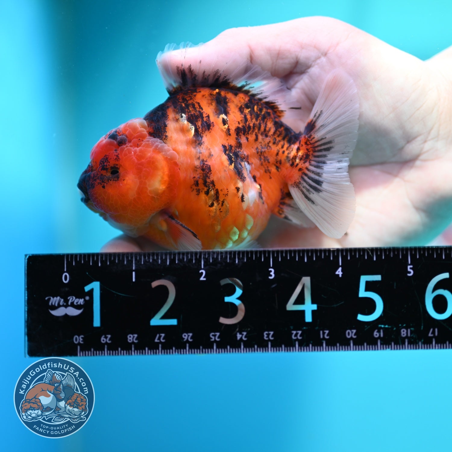 Tiger Oranda 3.5 inch Body (260612_OR14)