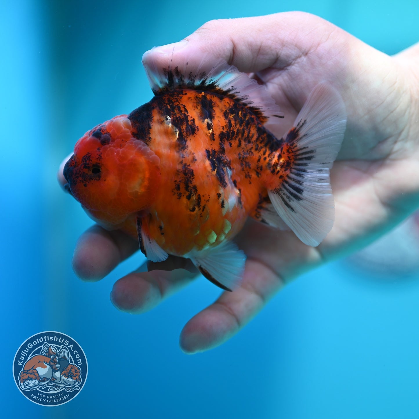 Tiger Oranda 3.5 inch Body (260612_OR14)