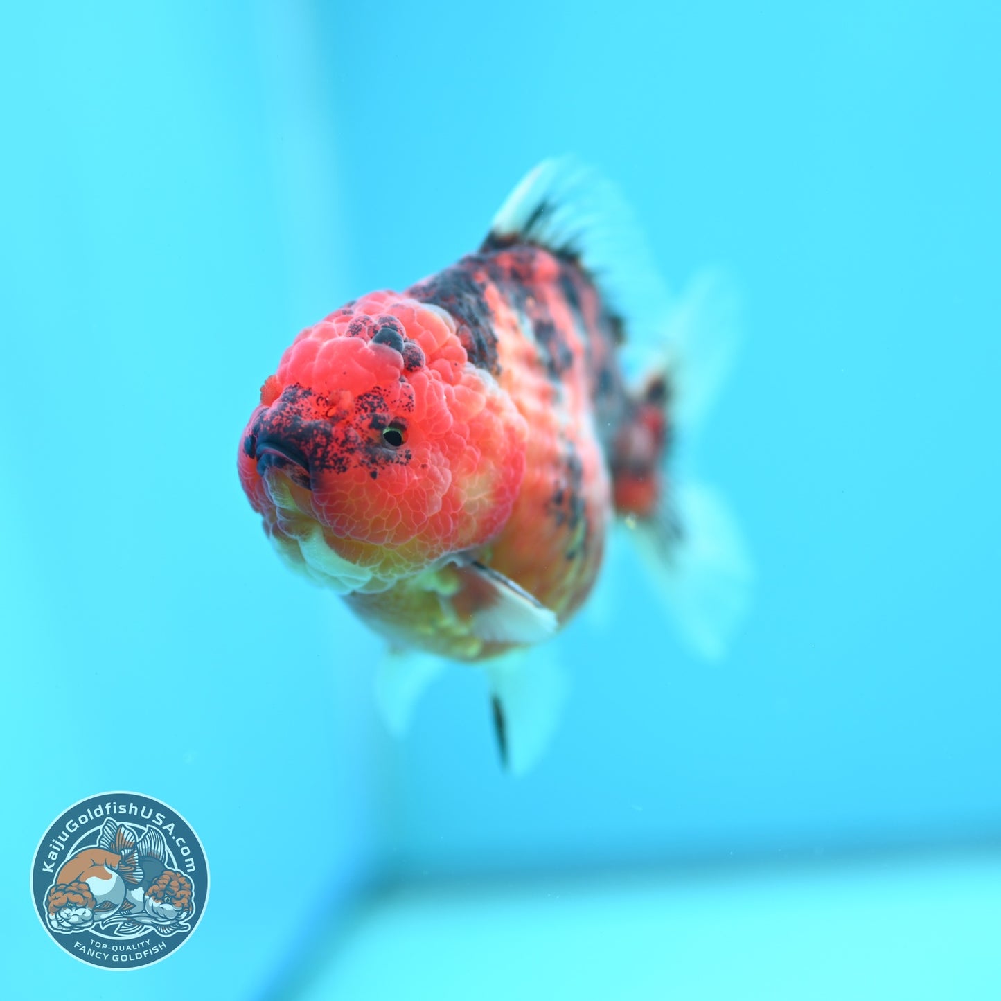 Tiger Oranda 3.5 inch Body (260612_OR14)