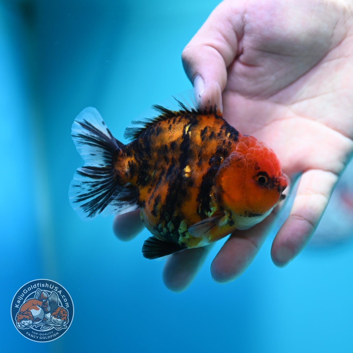 Tiger Oranda 3.5 inch Body (260612_OR16)