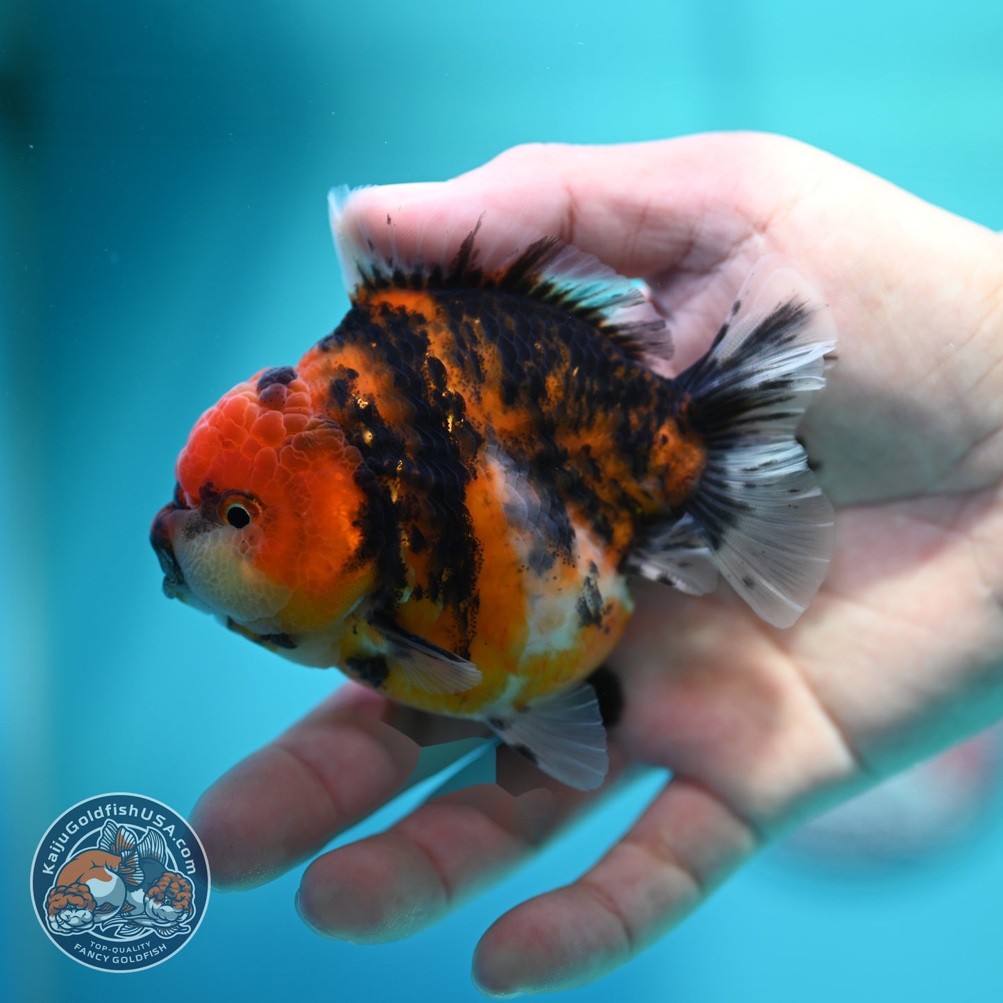 Tiger Oranda 3.5 inch Body (260612_OR16)