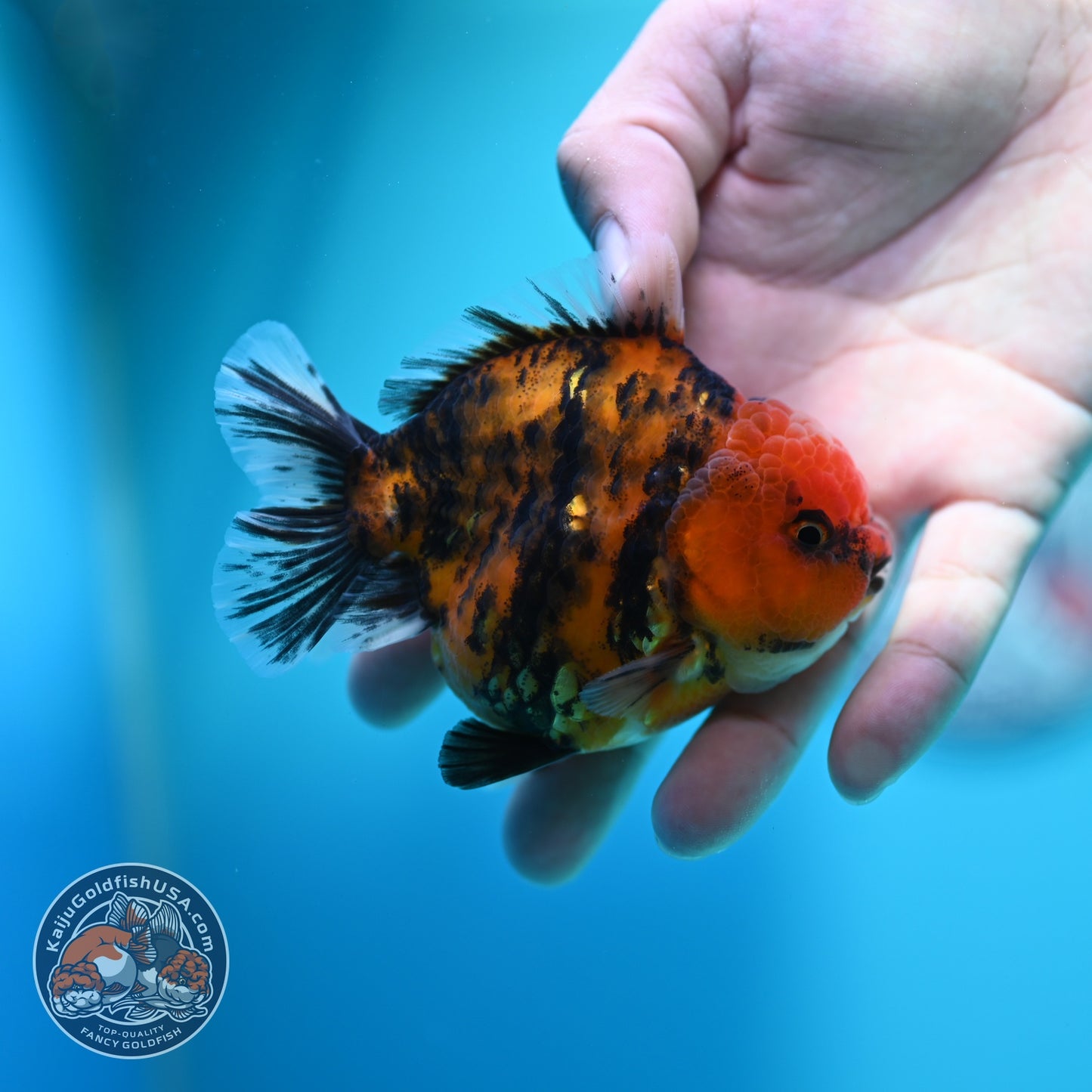 Tiger Oranda 3.5 inch Body (260612_OR16)