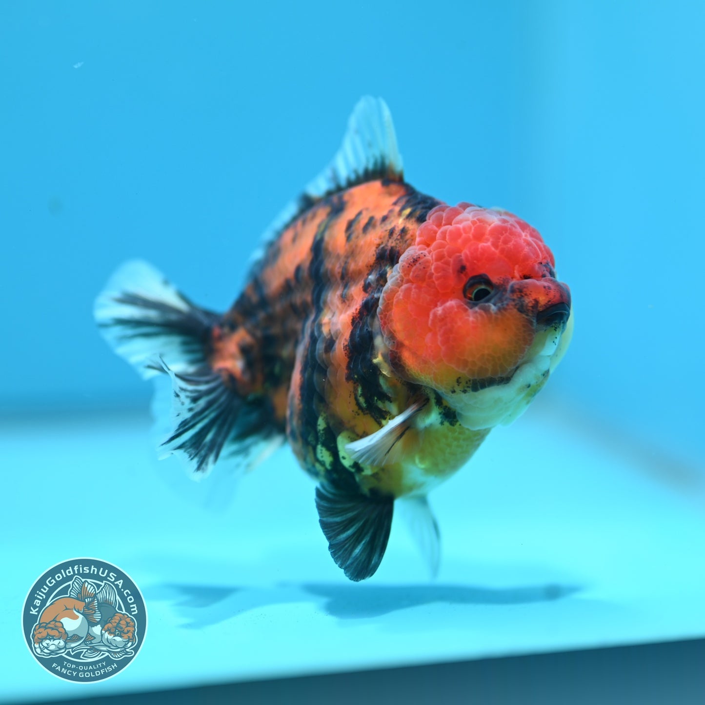 Tiger Oranda 3.5 inch Body (260612_OR16)