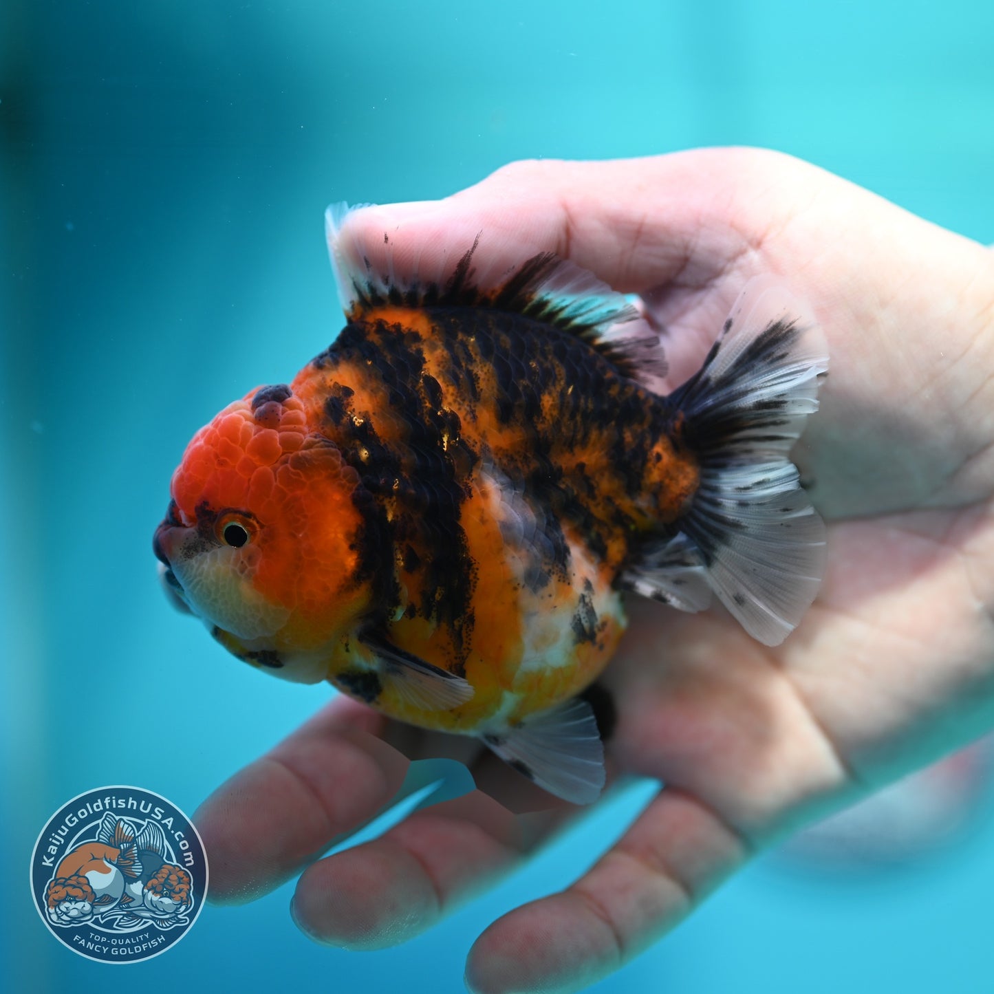 Tiger Oranda 3.5 inch Body (260612_OR16)