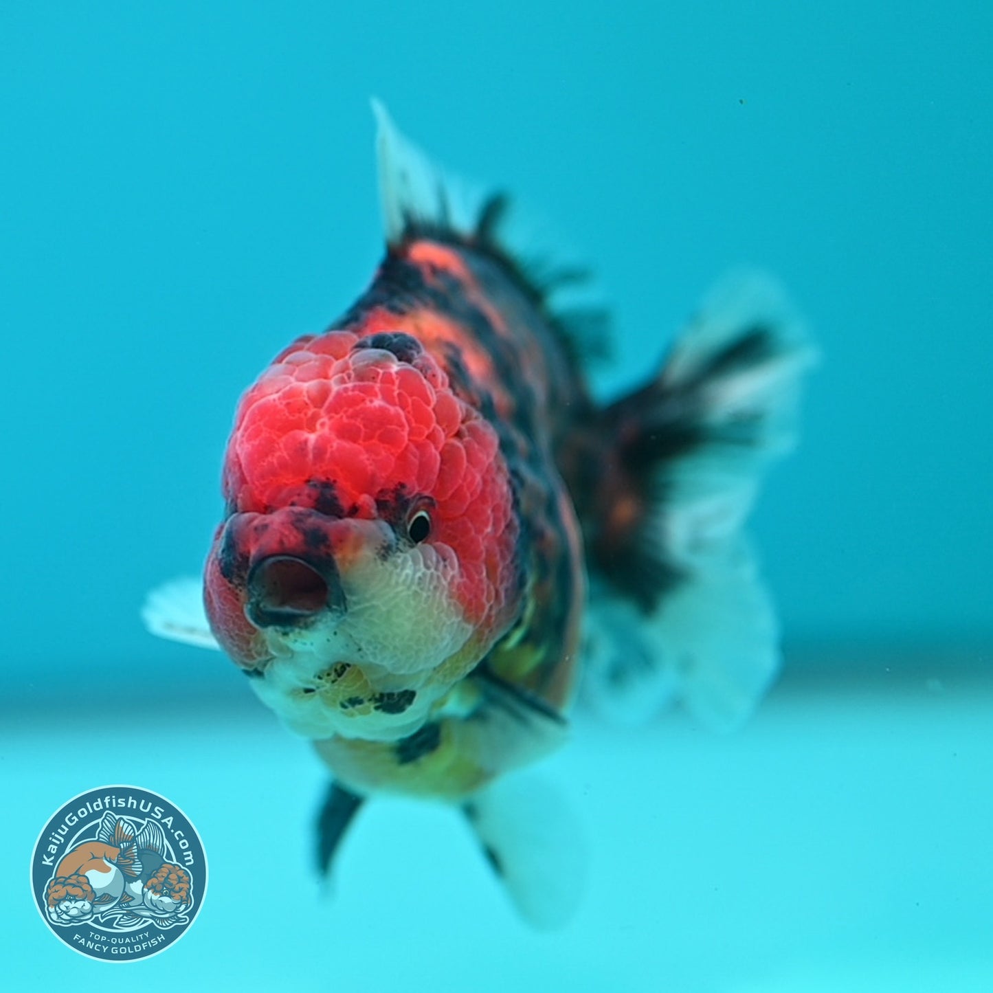 Tiger Oranda 3.5 inch Body (260612_OR16)