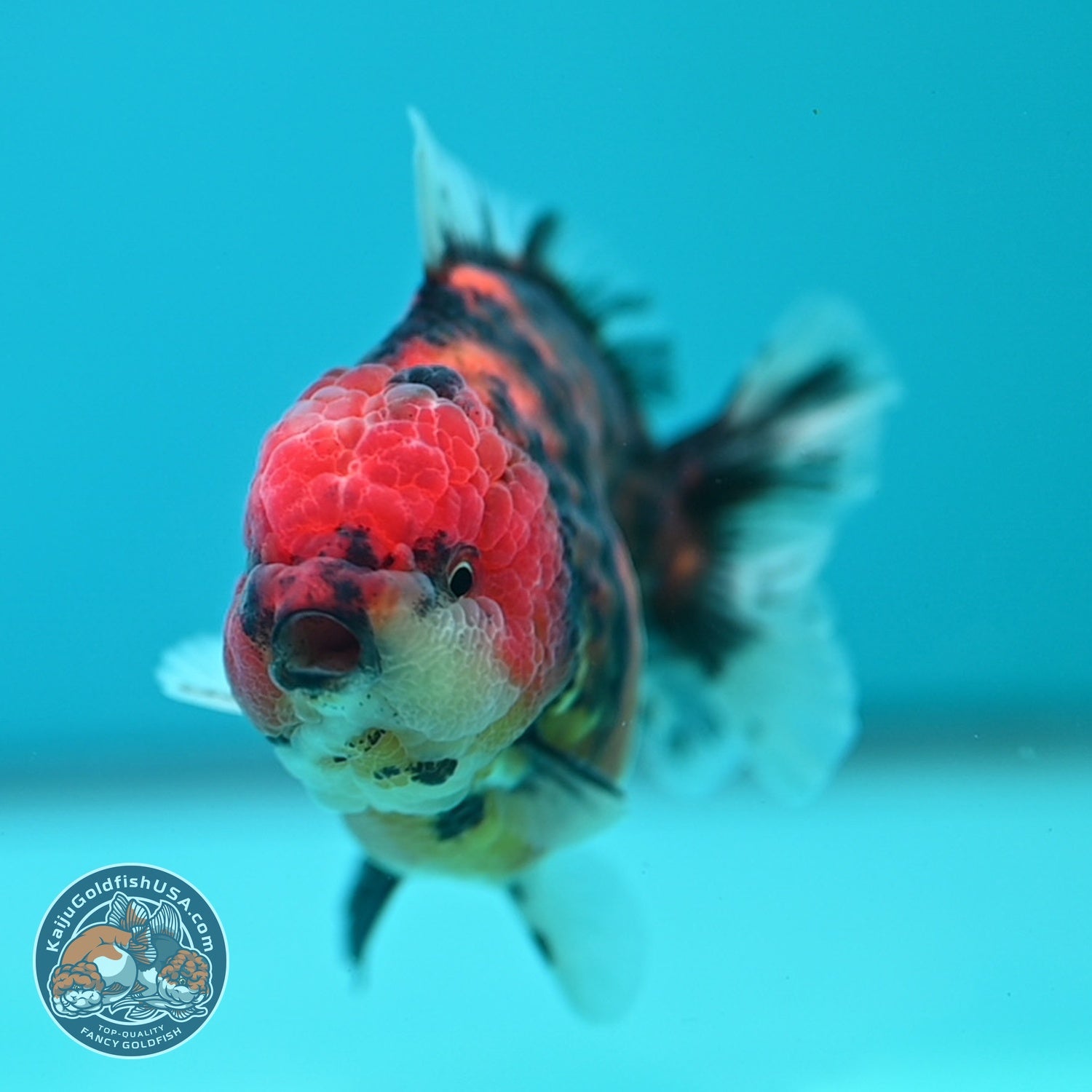 Tiger Oranda 3.5 inch Body (260612_OR16)