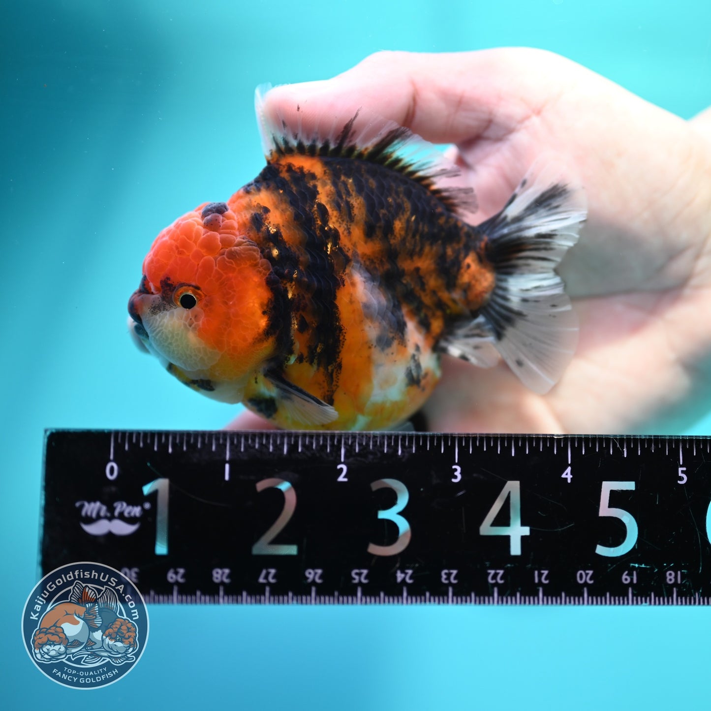 Tiger Oranda 3.5 inch Body (260612_OR16)