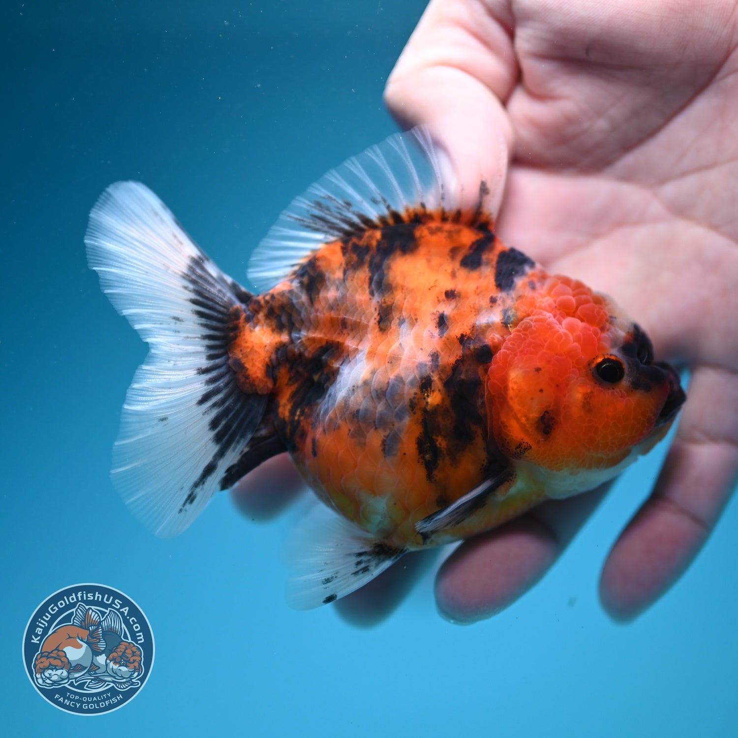 Tiger Oranda 3.5 inch Body (260619_OR10)