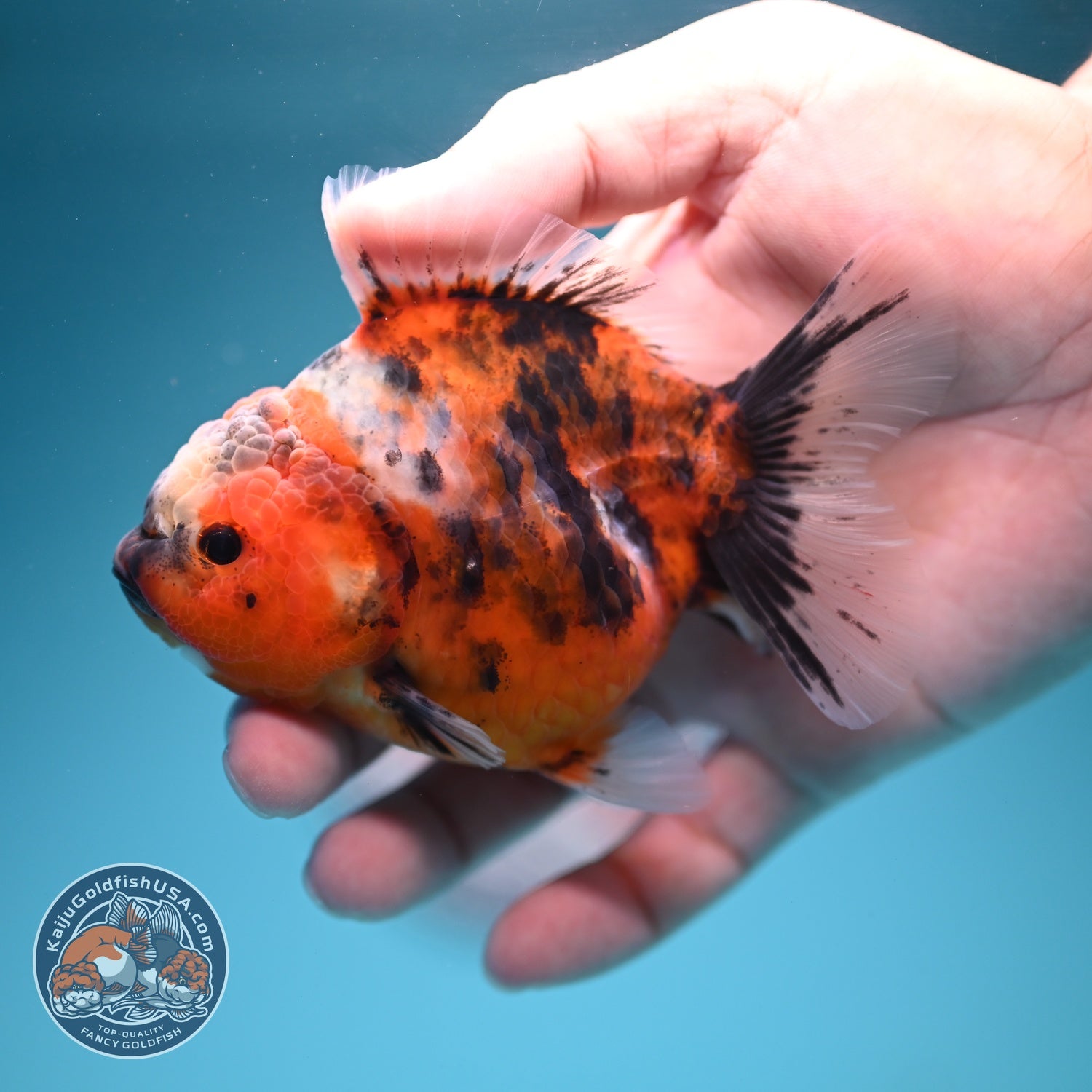 Tiger Oranda 3.5 inch Body (260619_OR10)