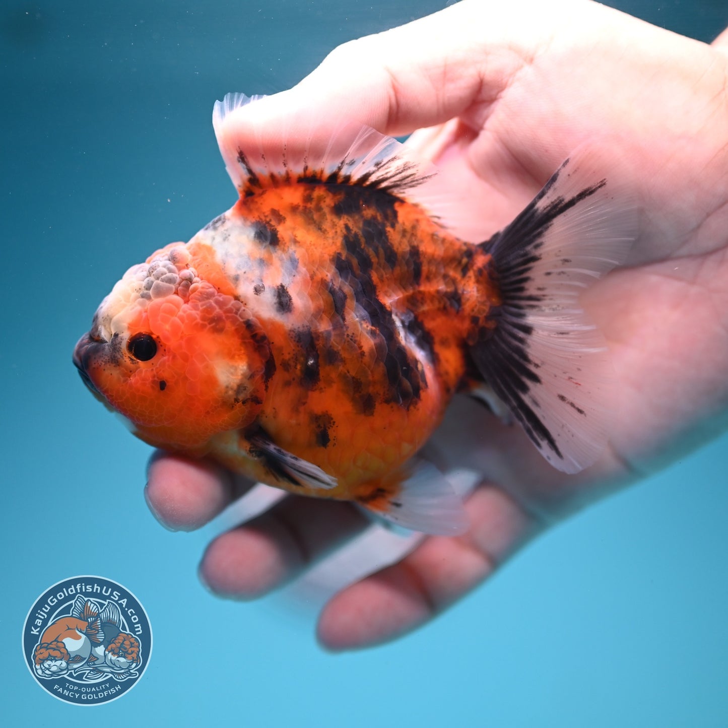 Tiger Oranda 3.5 inch Body (260619_OR10)