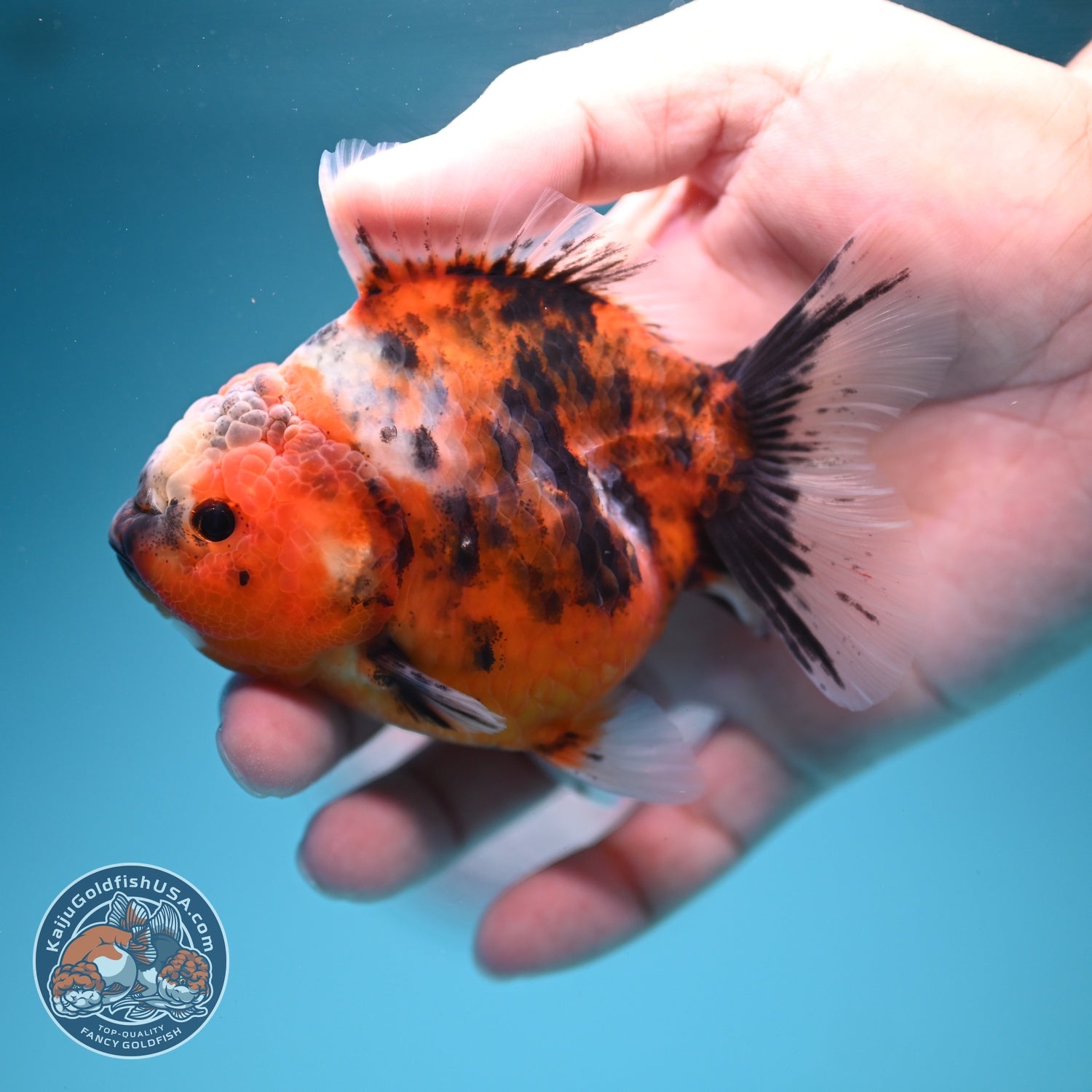 Tiger Oranda 3.5 inch Body (260619_OR10)