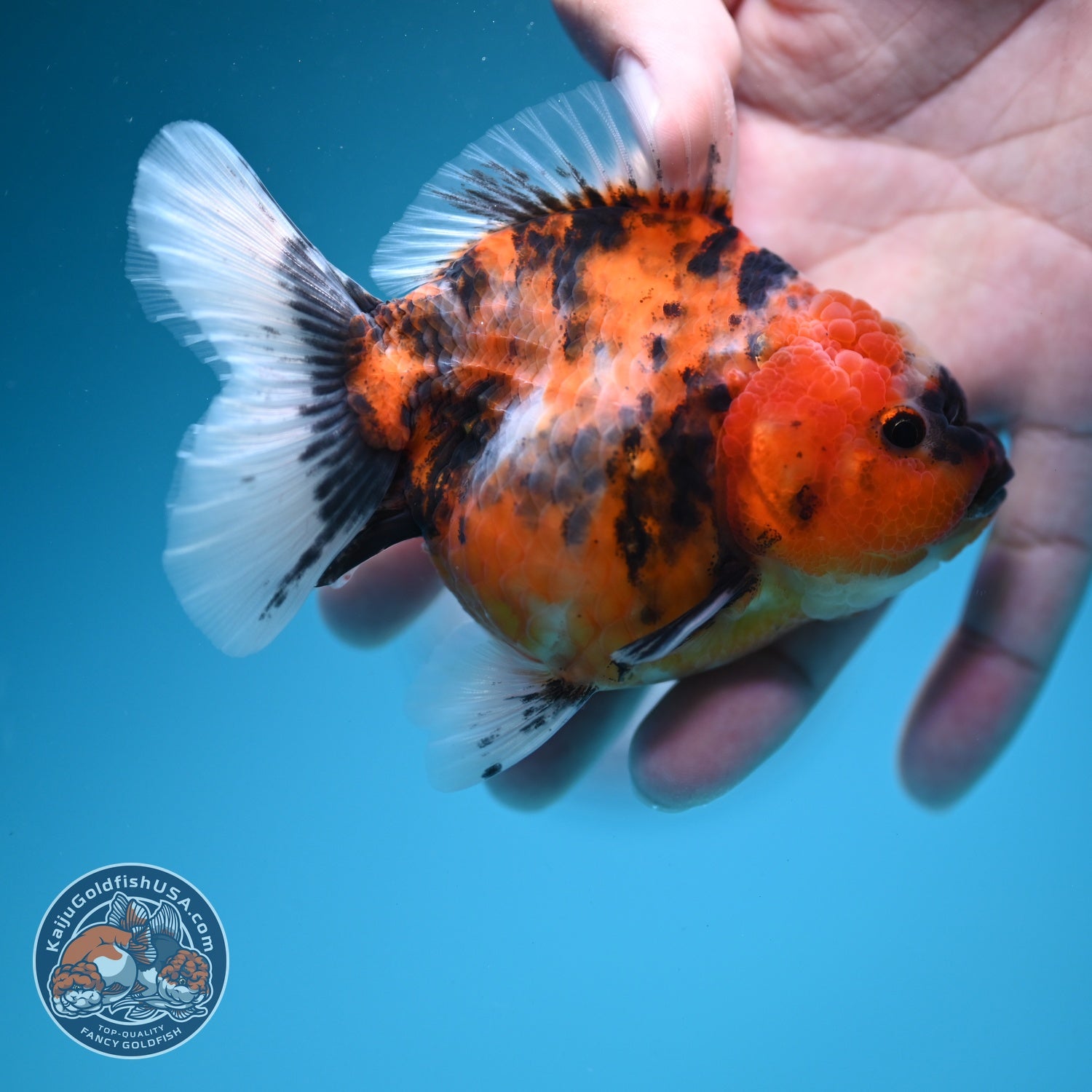 Tiger Oranda 3.5 inch Body (260619_OR10)