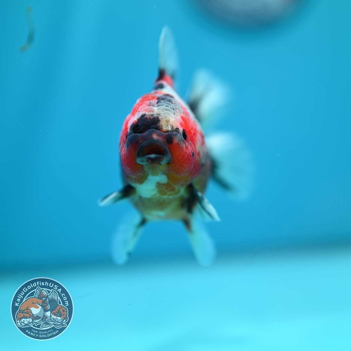 Tiger Oranda 3.5 inch Body (260619_OR10)
