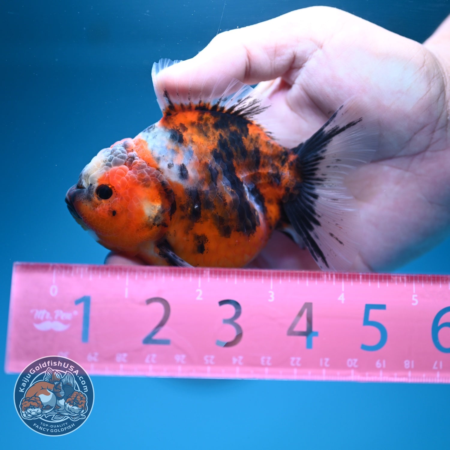 Tiger Oranda 3.5 inch Body (260619_OR10)