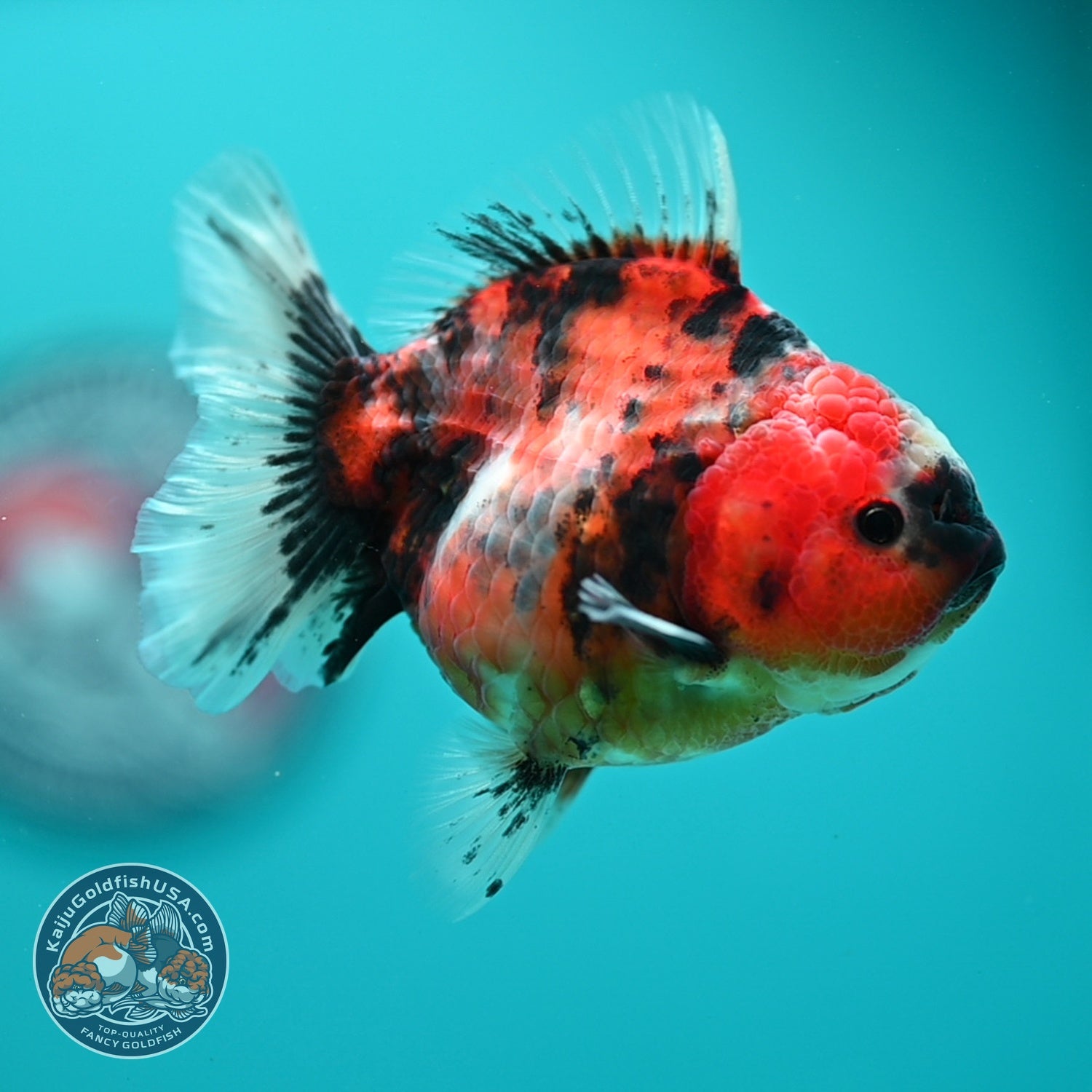 Tiger Oranda 3.5 inch Body (260619_OR10)