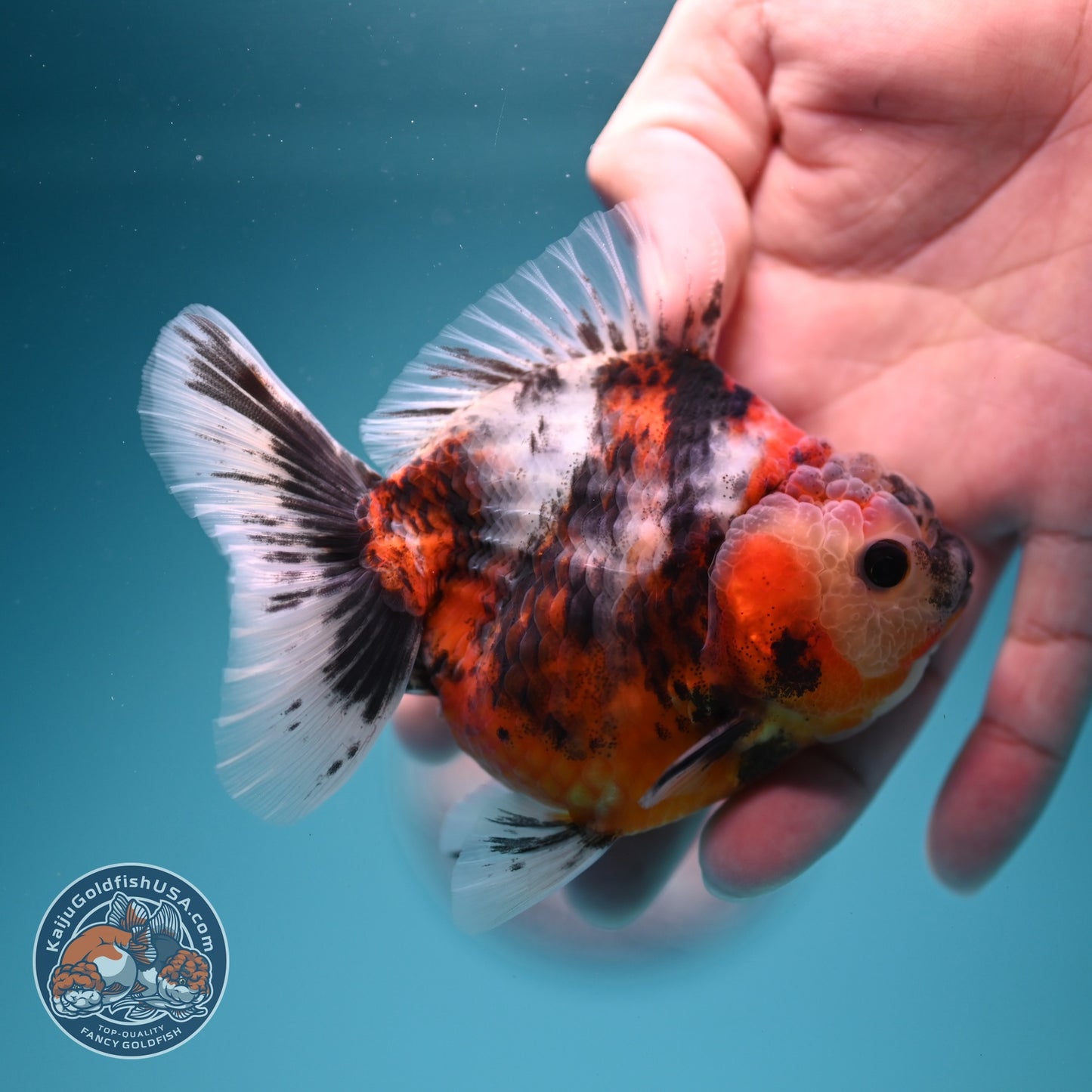 Tiger Oranda 3.5 inch Body (260619_OR14)