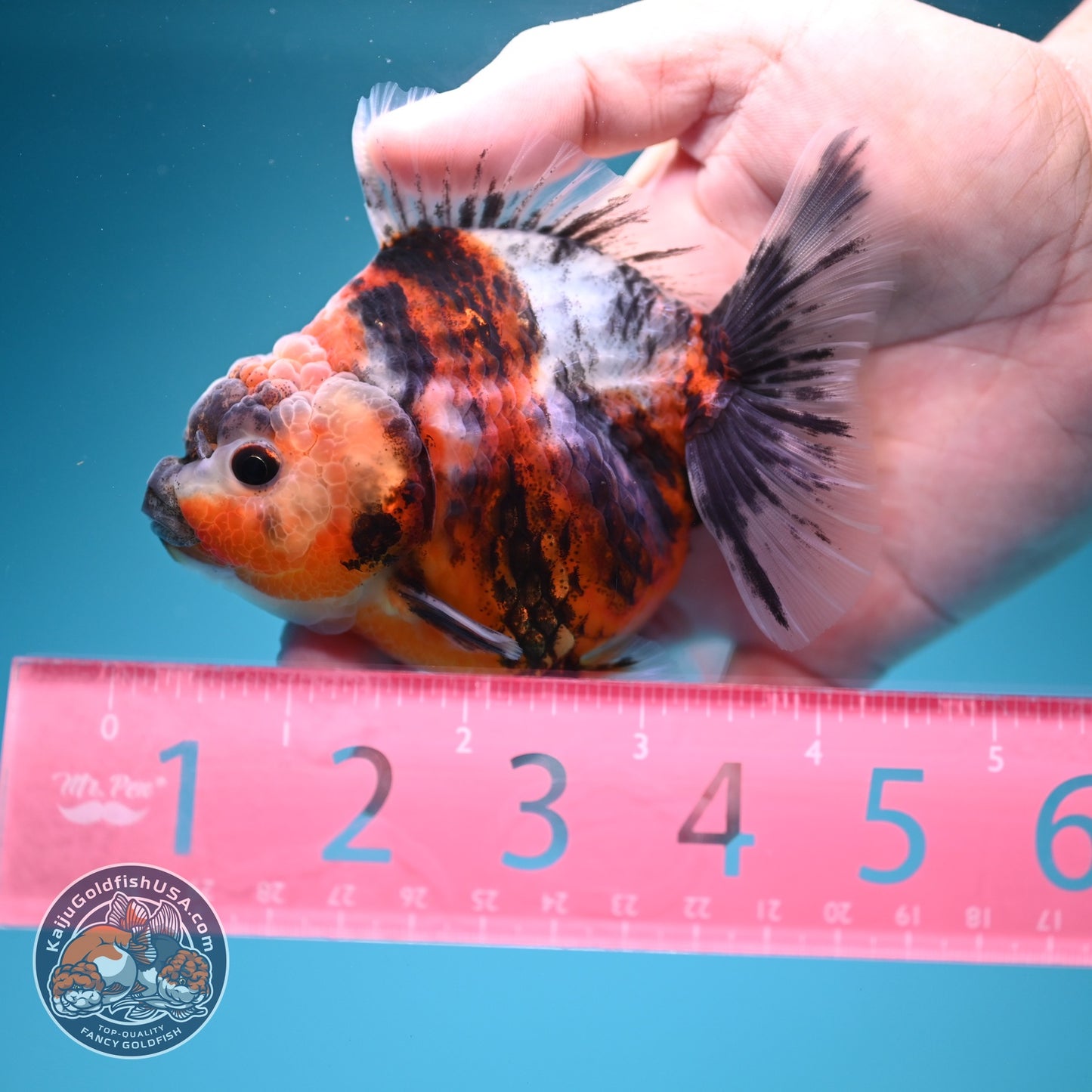 Tiger Oranda 3.5 inch Body (260619_OR14)