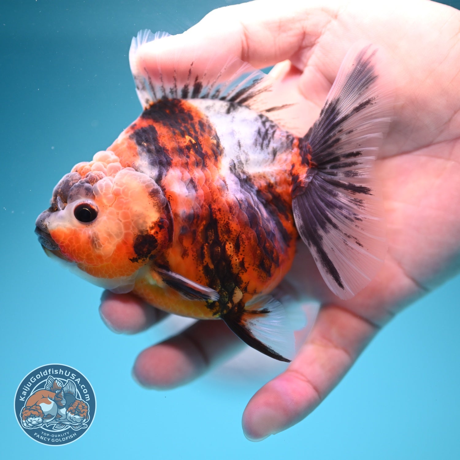 Tiger Oranda 3.5 inch Body (260619_OR14)