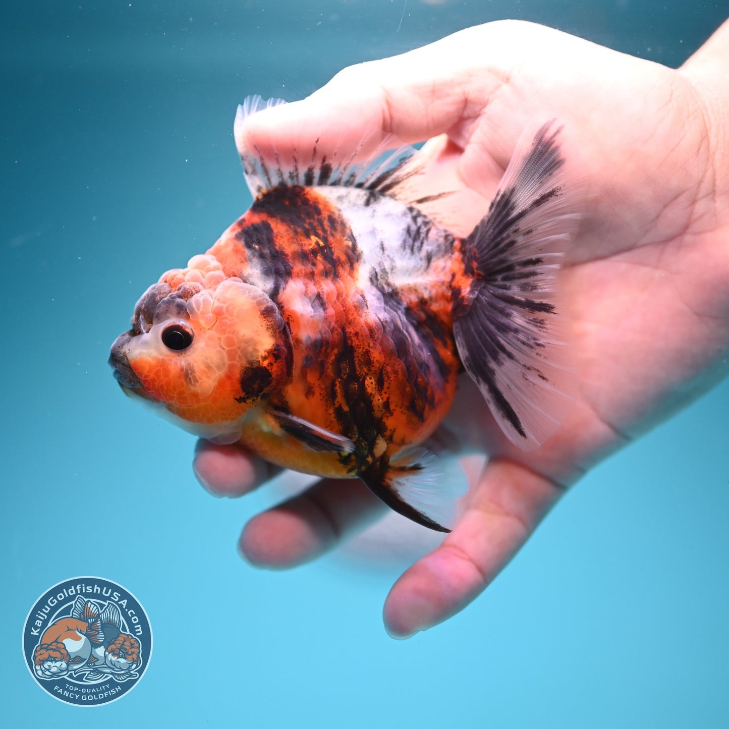 Tiger Oranda 3.5 inch Body (260619_OR14)
