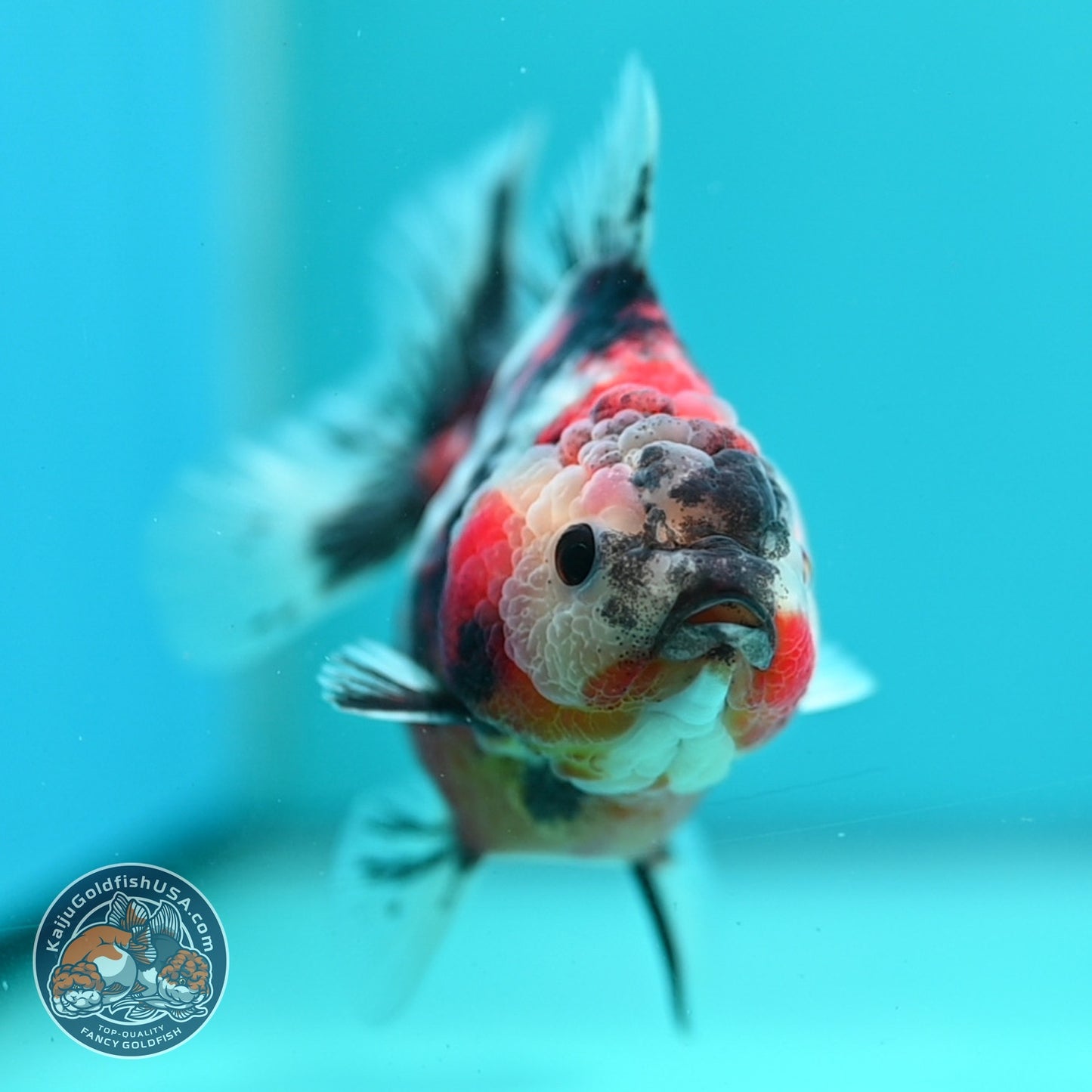 Tiger Oranda 3.5 inch Body (260619_OR14)