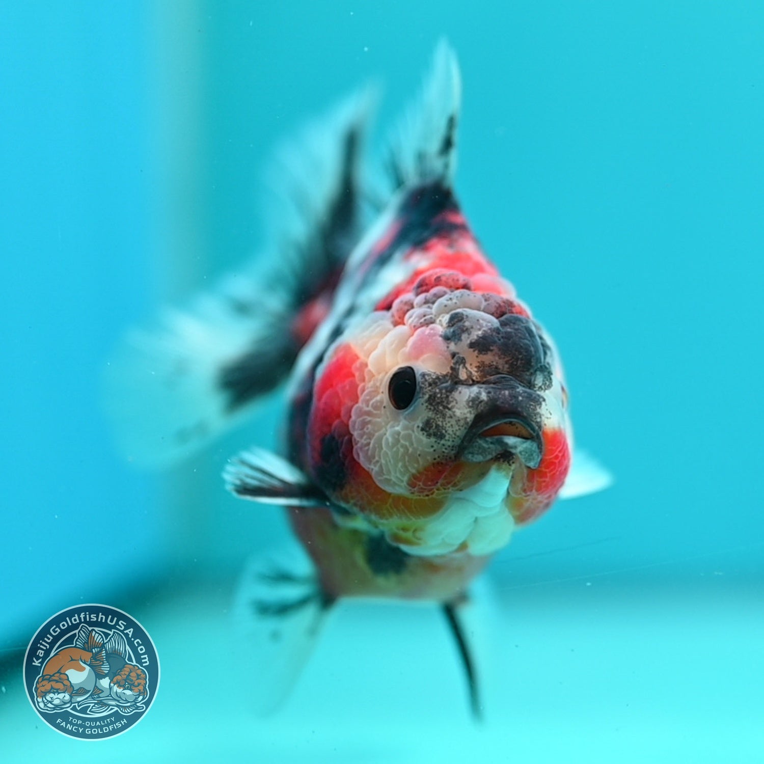 Tiger Oranda 3.5 inch Body (260619_OR14)
