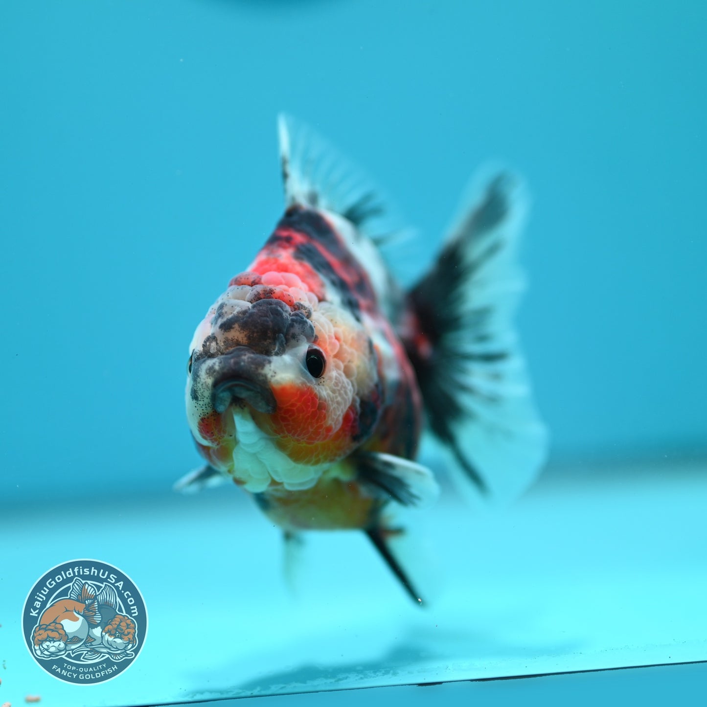 Tiger Oranda 3.5 inch Body (260619_OR14)