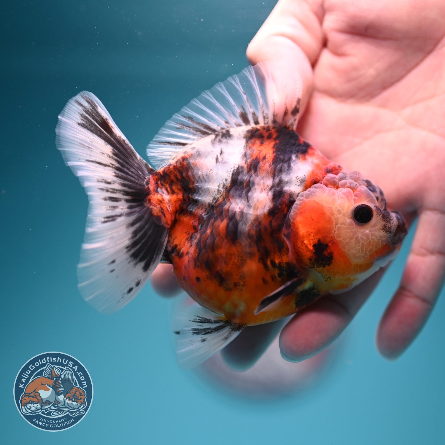 Tiger Oranda 3.5 inch Body (260619_OR14)