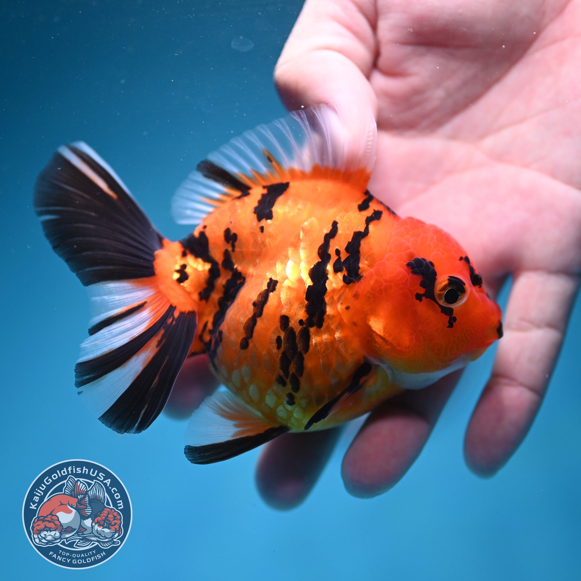 Tiger Oranda 3.5 inch Body (260731_OR02)