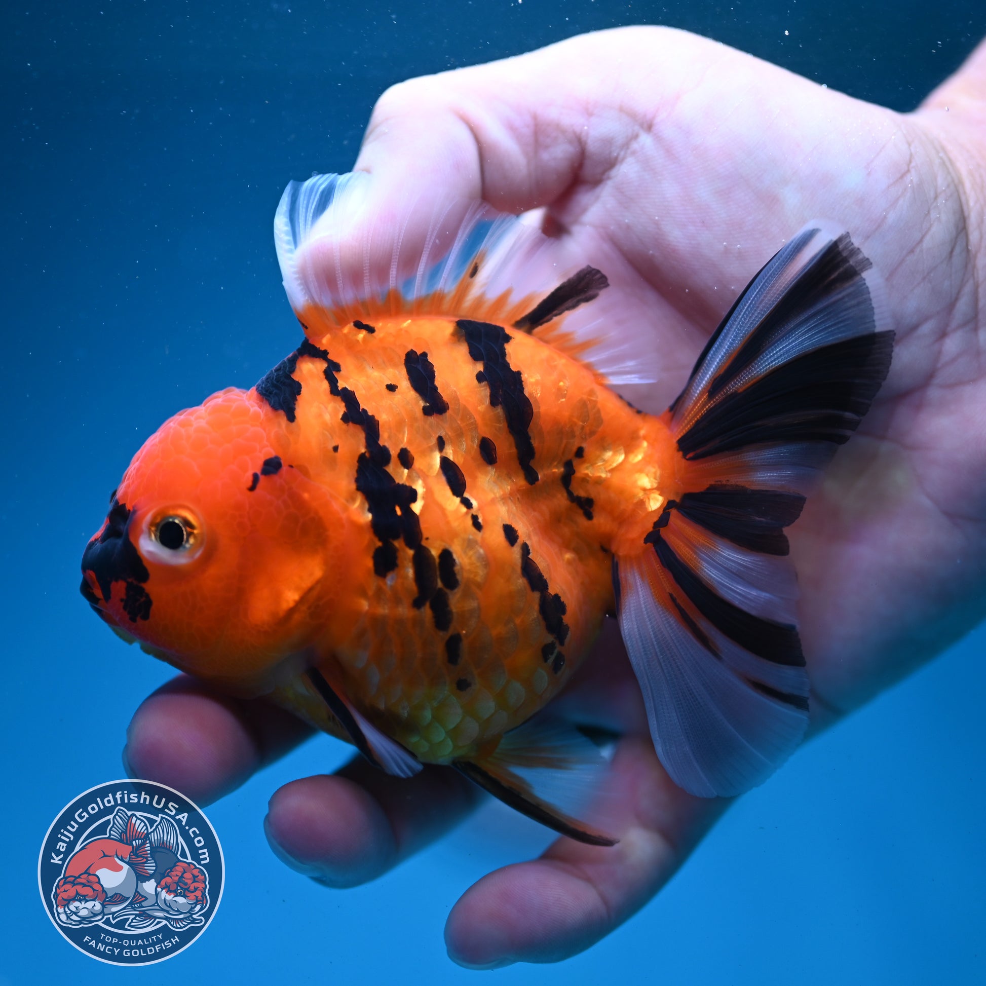 Tiger Oranda 3.5 inch Body (260731_OR02)