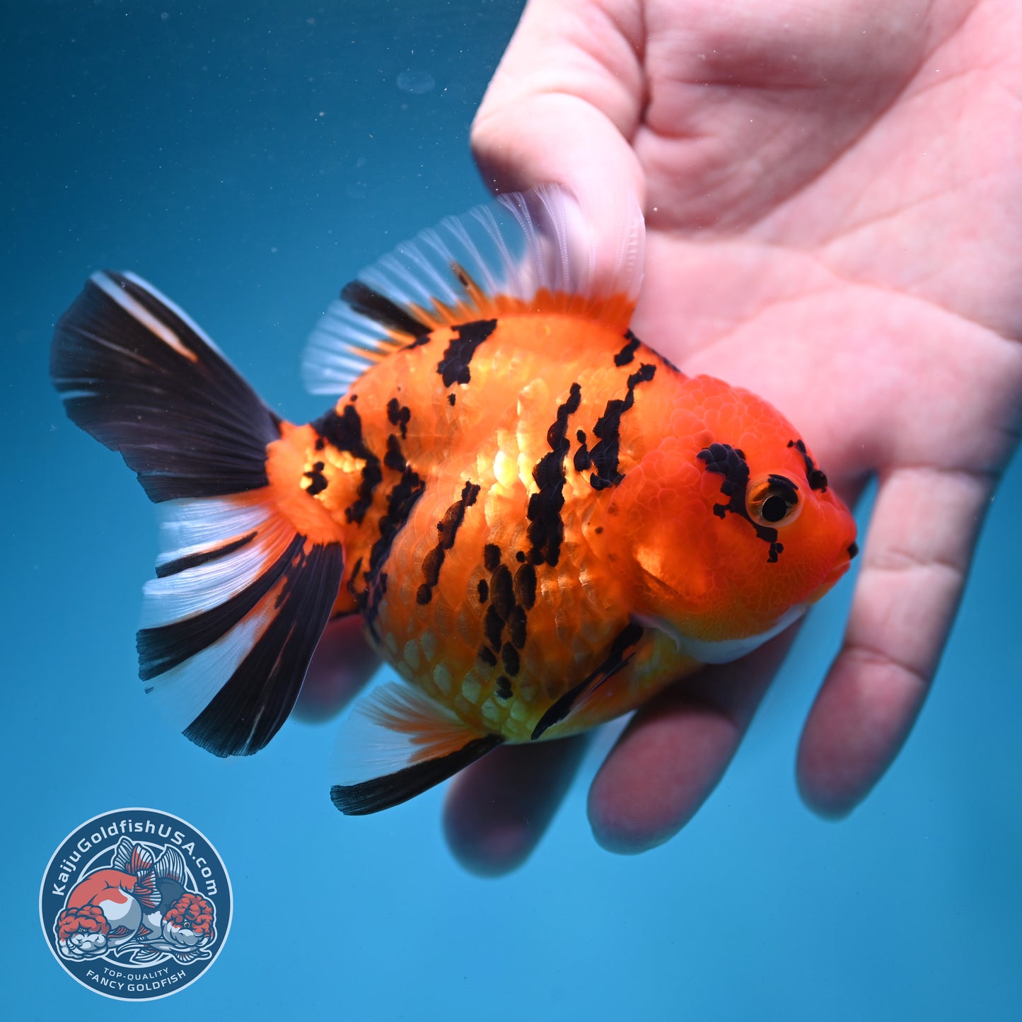 Tiger Oranda 3.5 inch Body (260731_OR02)