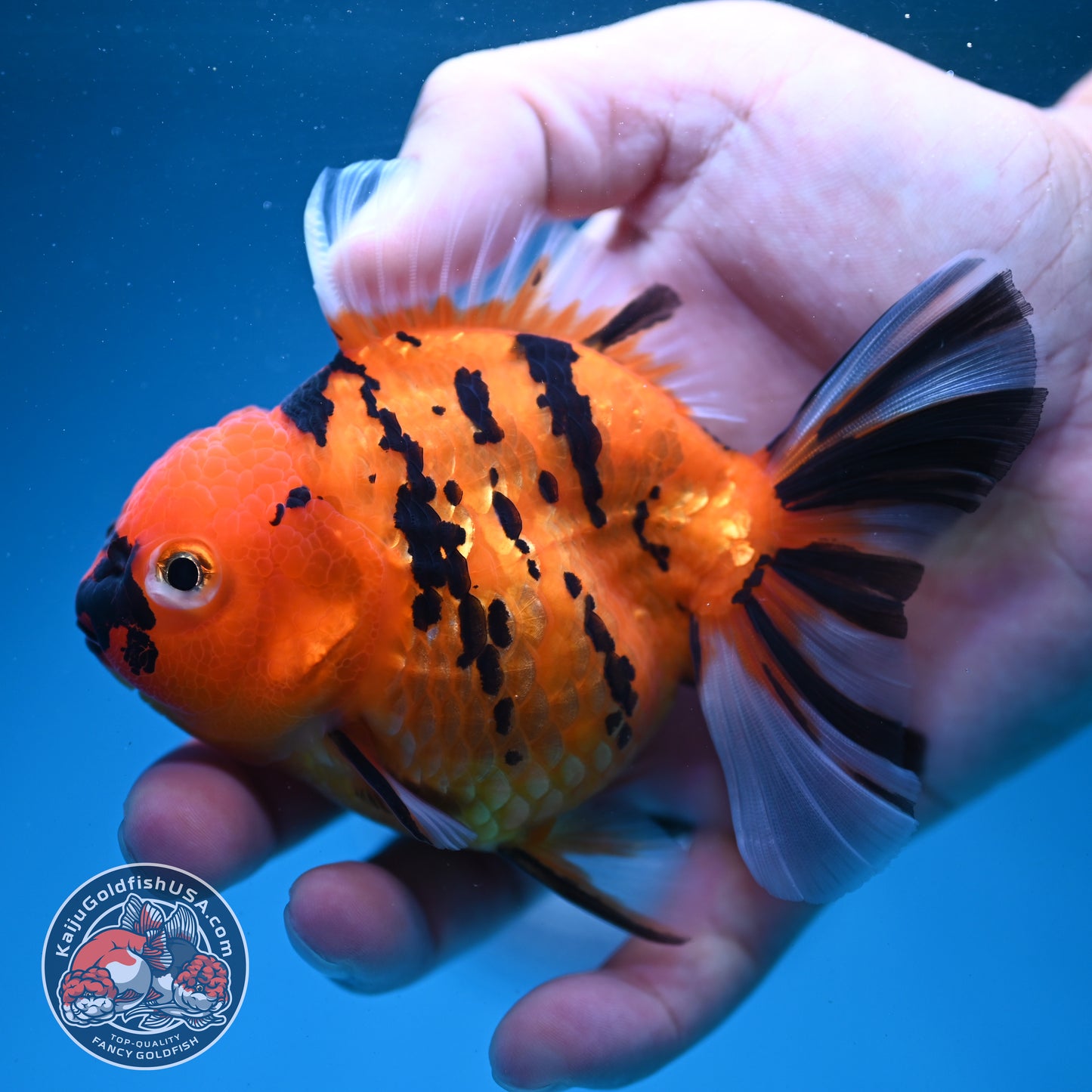 Tiger Oranda 3.5 inch Body (260731_OR02)