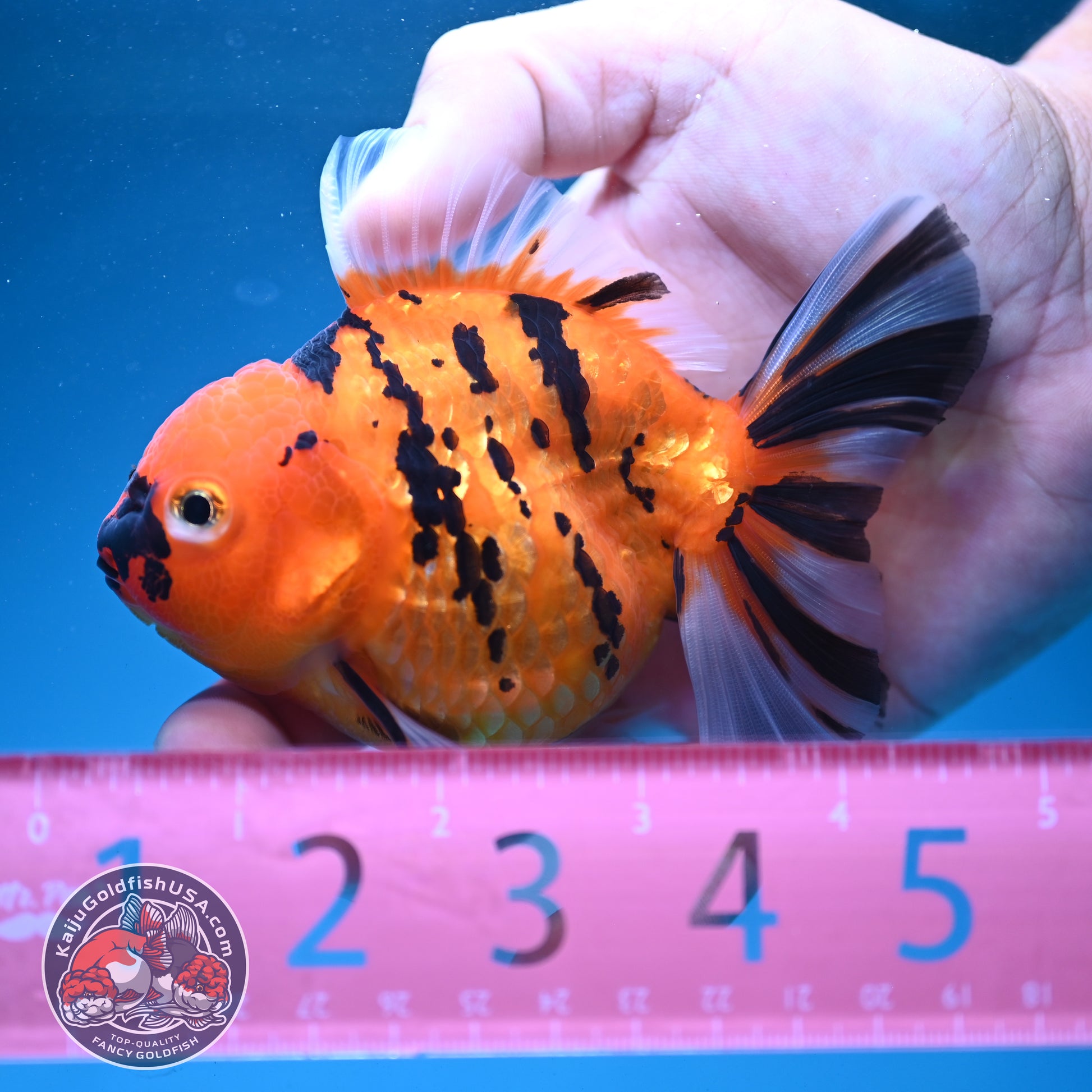 Tiger Oranda 3.5 inch Body (260731_OR02)