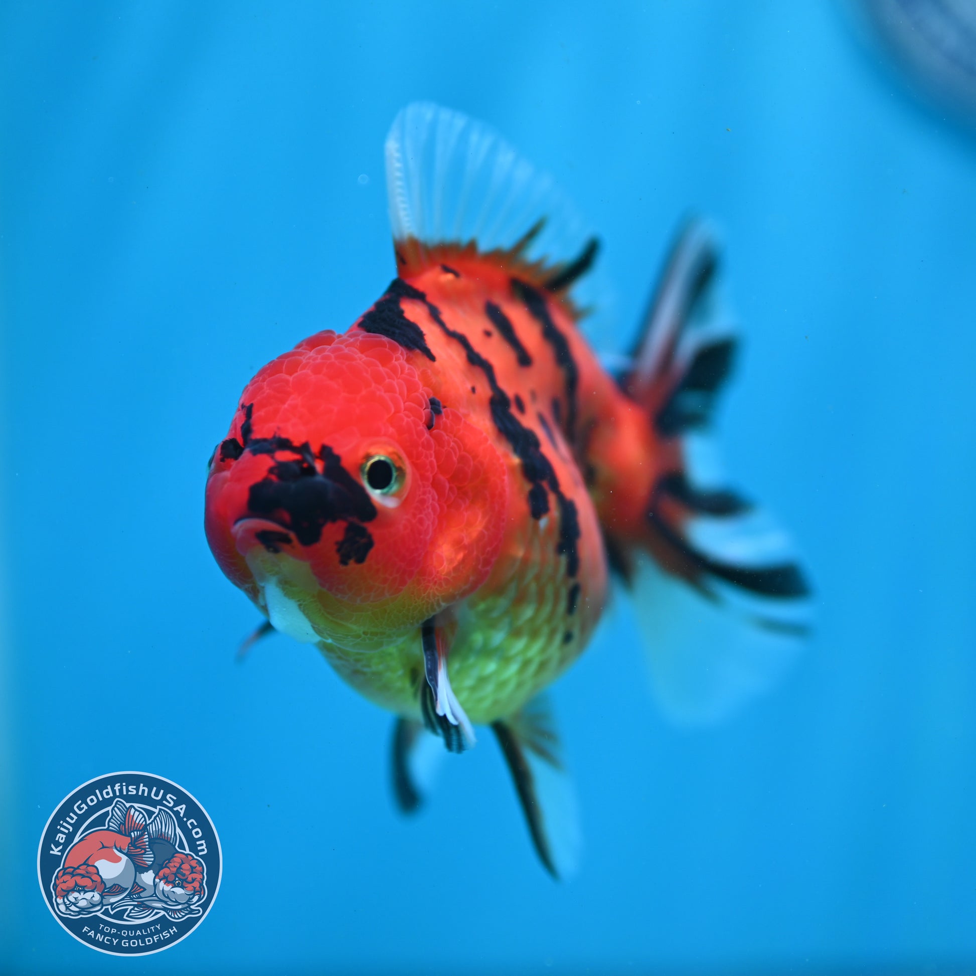 Tiger Oranda 3.5 inch Body (260731_OR02)