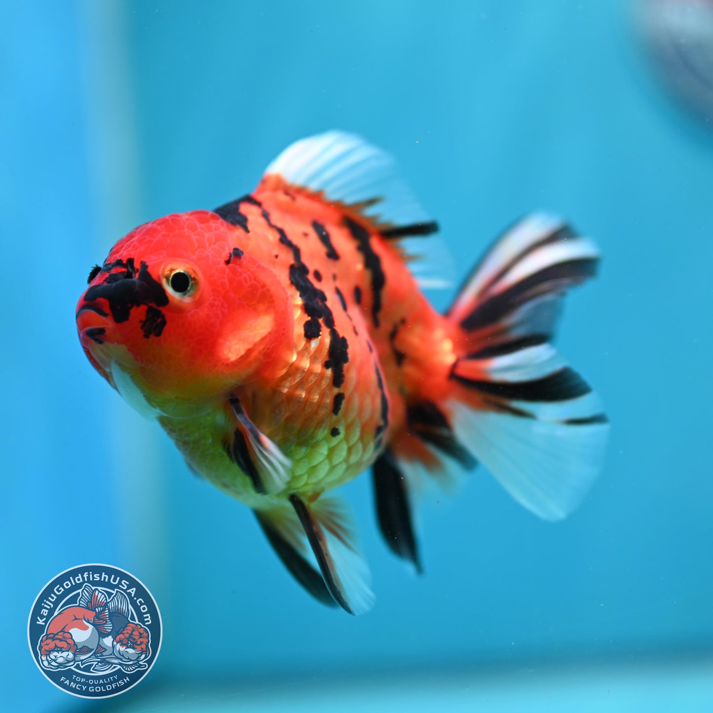 Tiger Oranda 3.5 inch Body (260731_OR02)