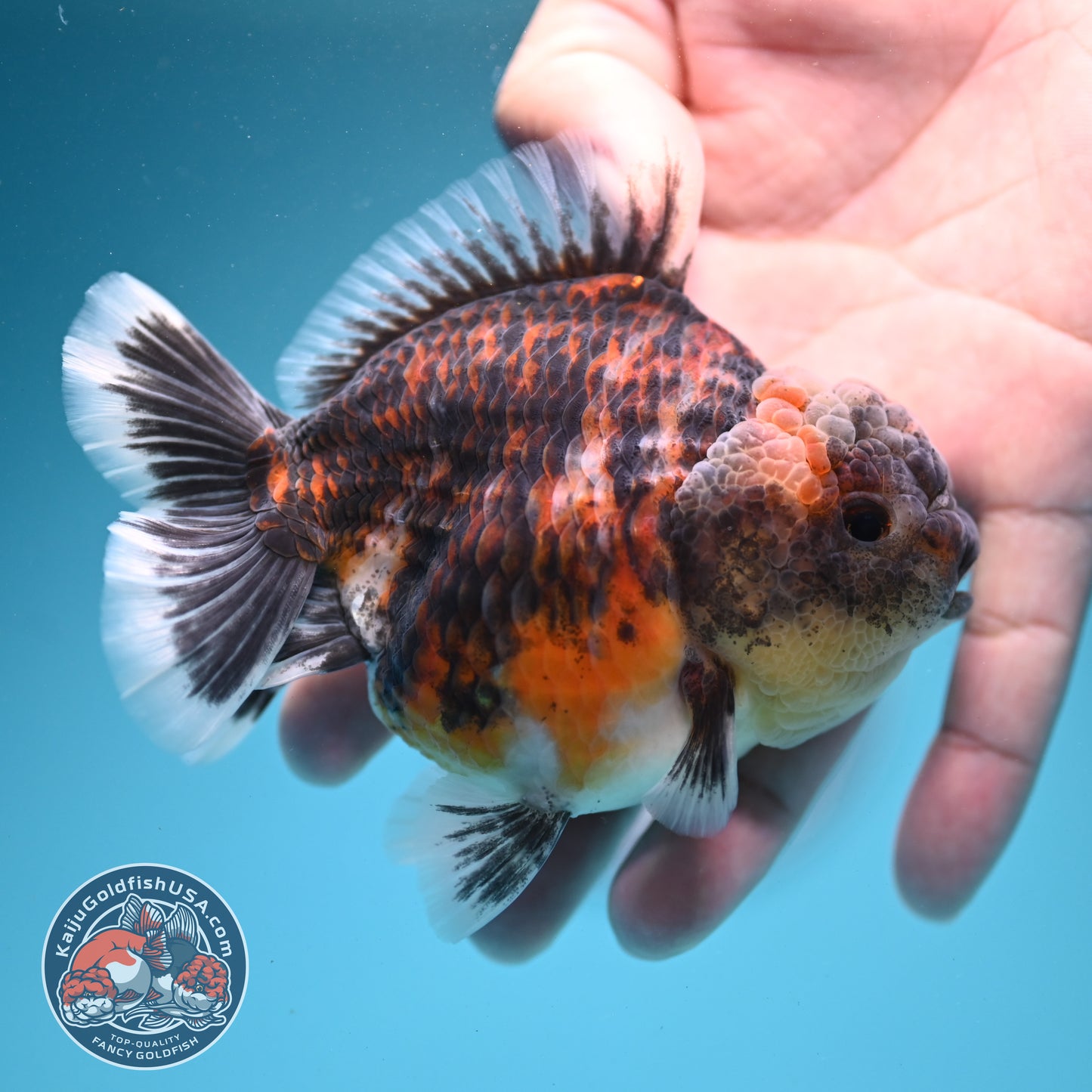 Tiger Oranda 3.5 inch Body (260731_OR03)