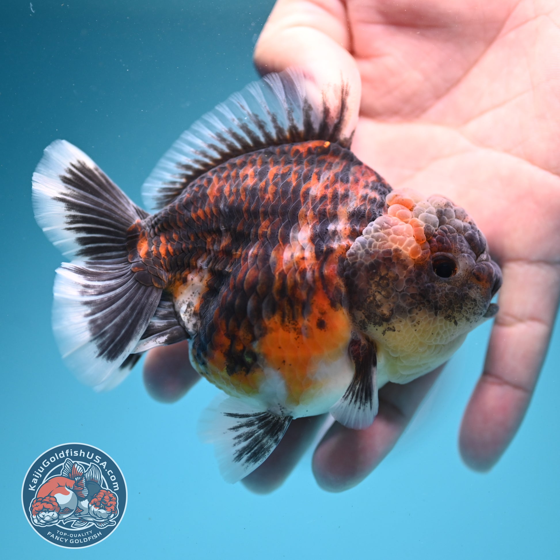 Tiger Oranda 3.5 inch Body (260731_OR03)