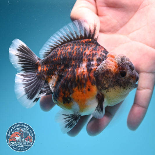 Tiger Oranda 3.5 inch Body (260731_OR03)