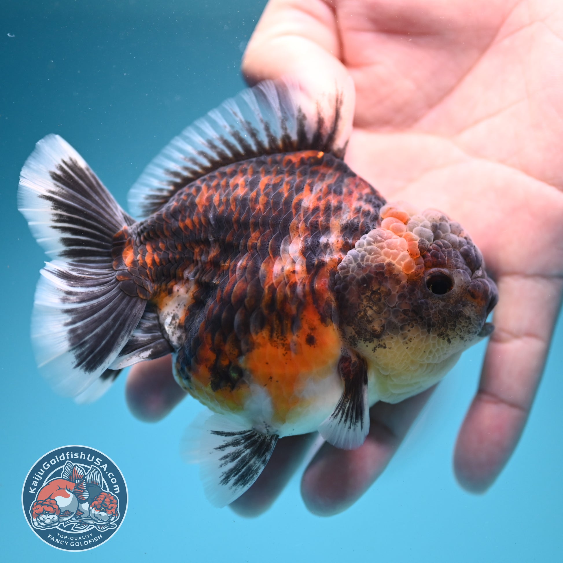 Tiger Oranda 3.5 inch Body (260731_OR03)