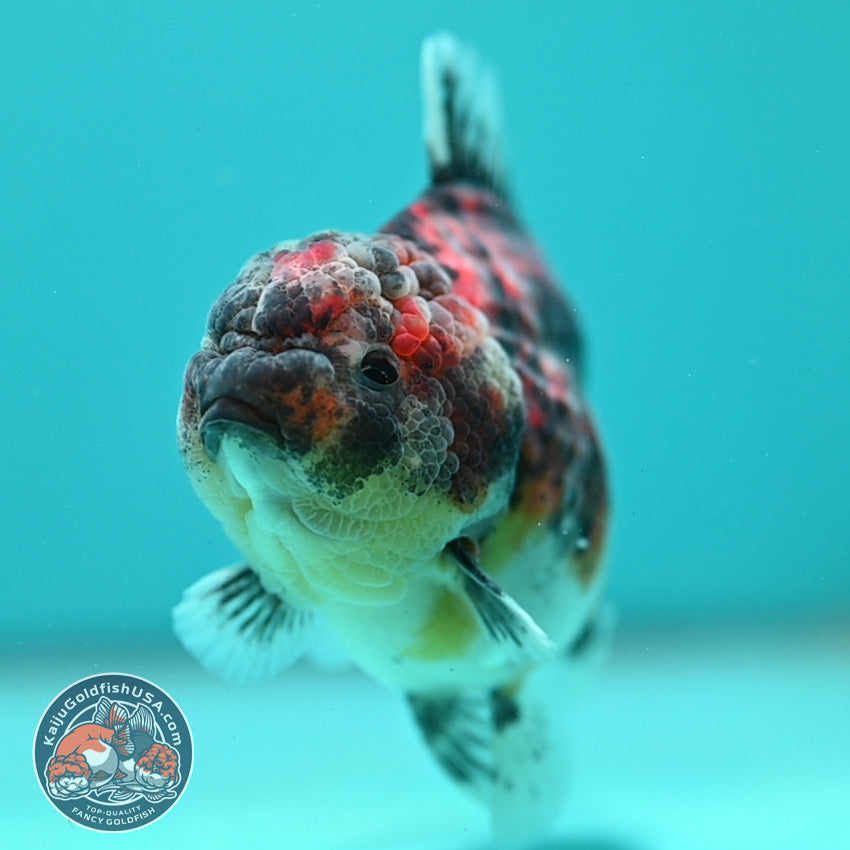 Tiger Oranda 3.5 inch Body (260731_OR03)