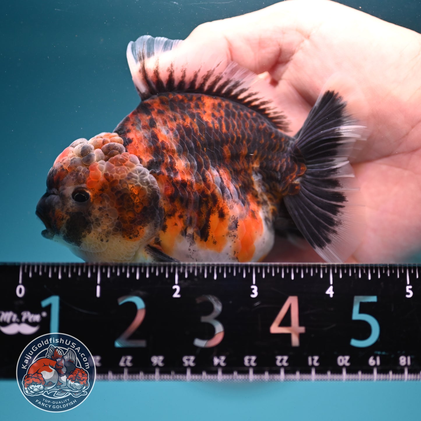 Tiger Oranda 3.5 inch Body (260731_OR03)
